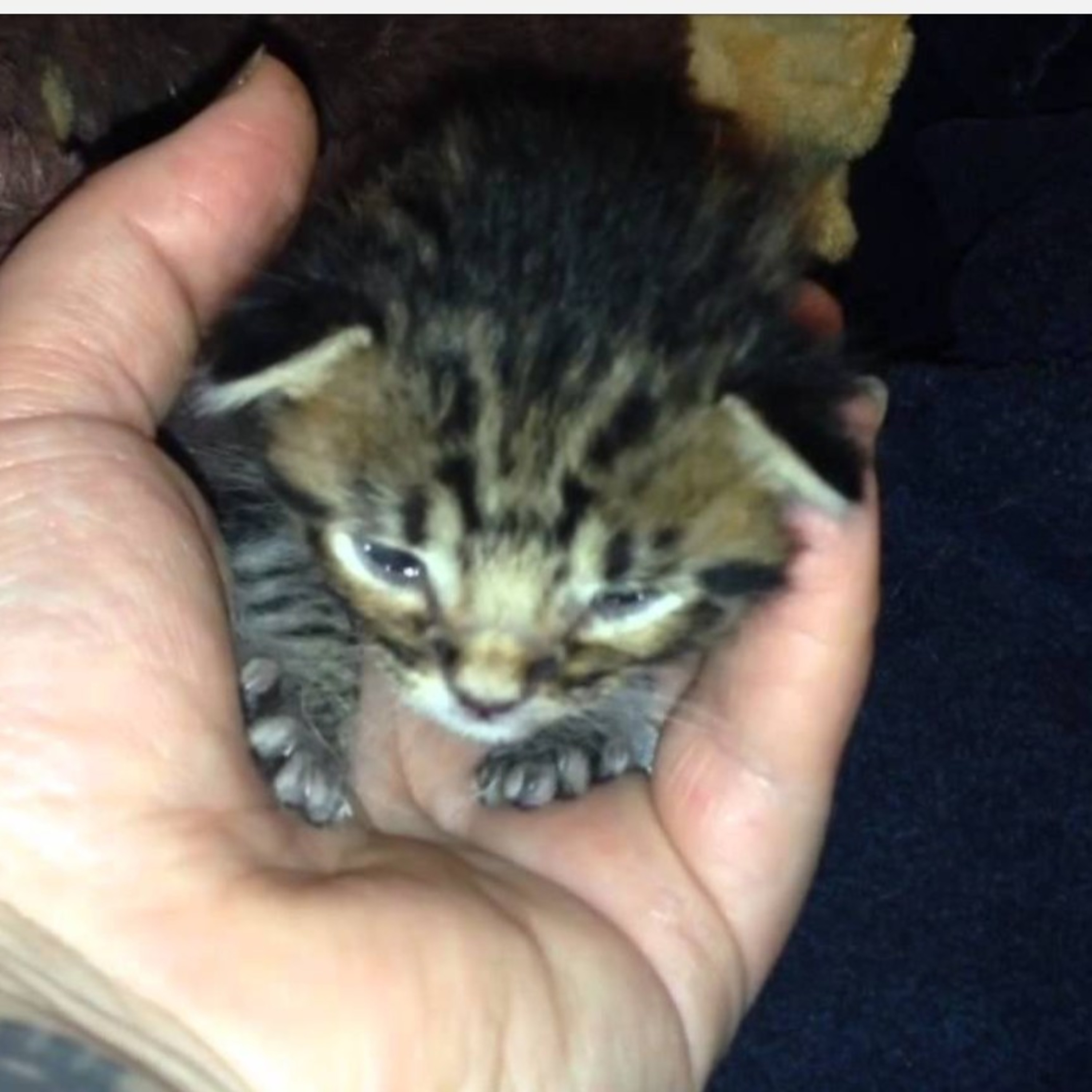 Nicholas's kitten (kindness)