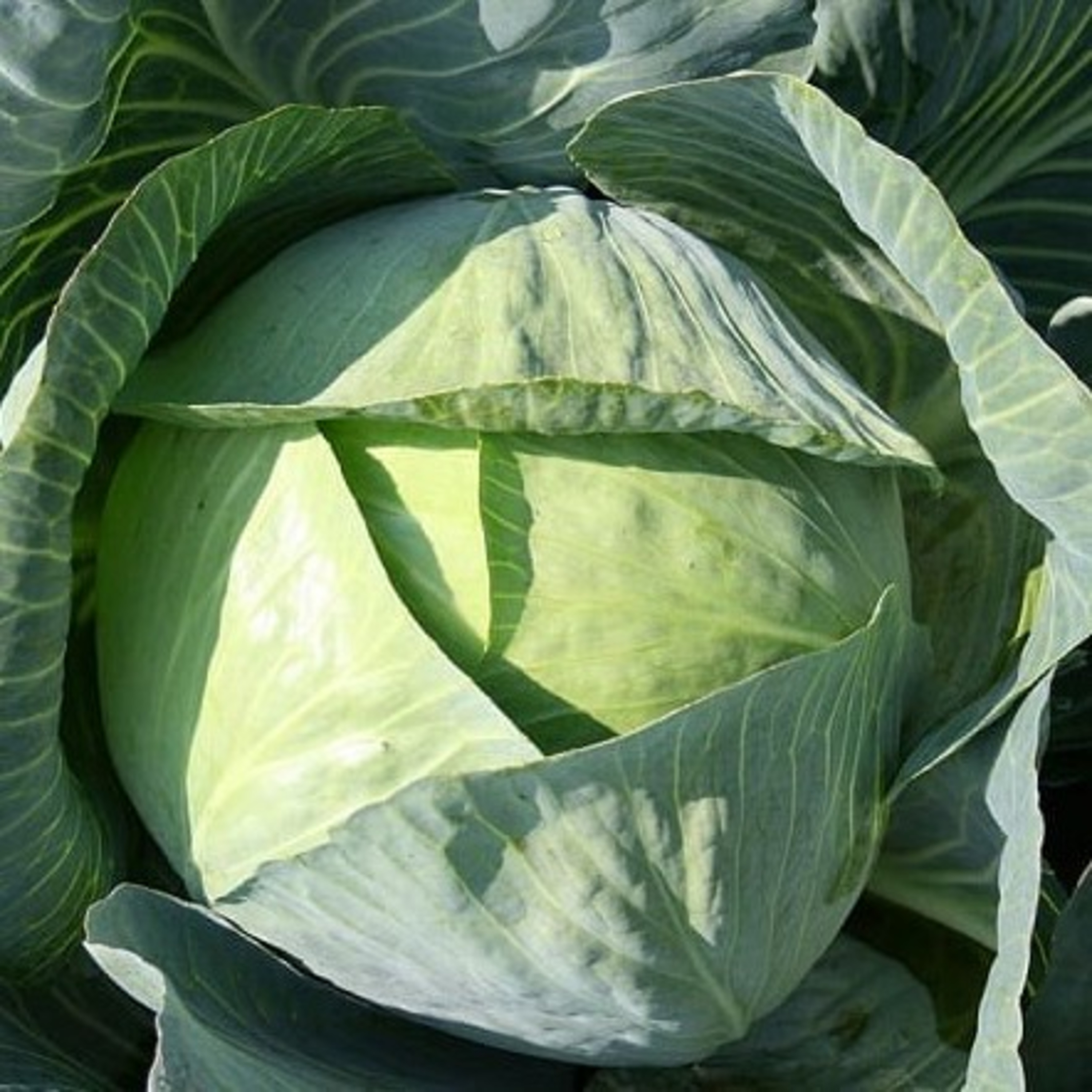 Cultivo de las brassicaes. El Repollo 