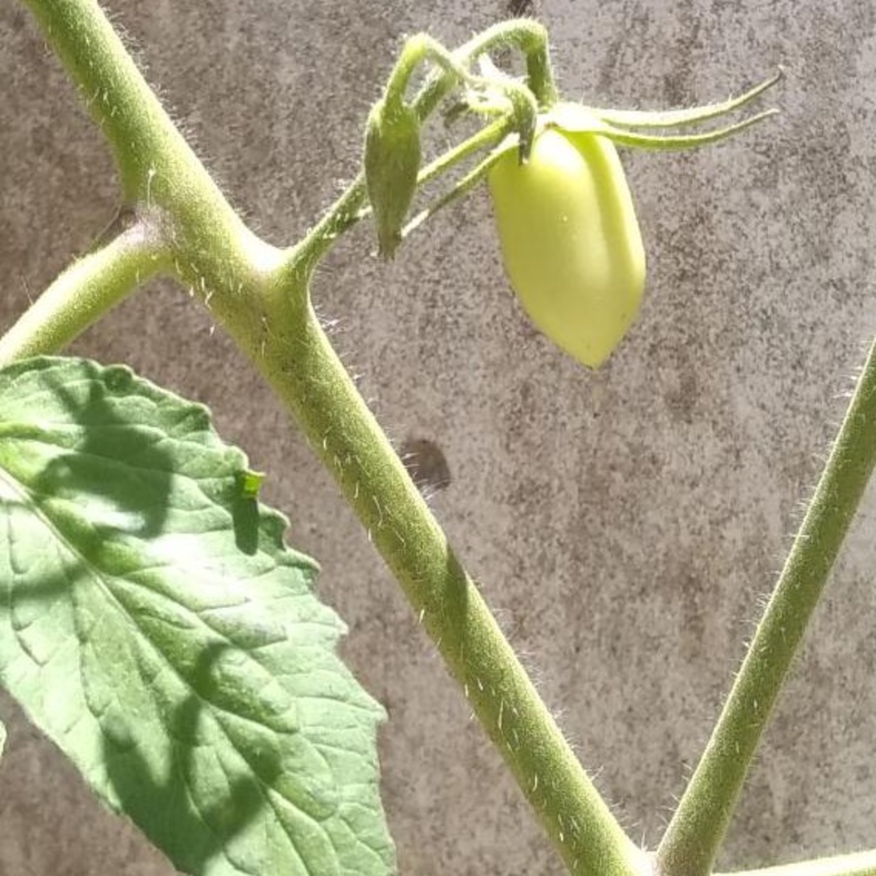 Técnicas básicas de producción agrícola 