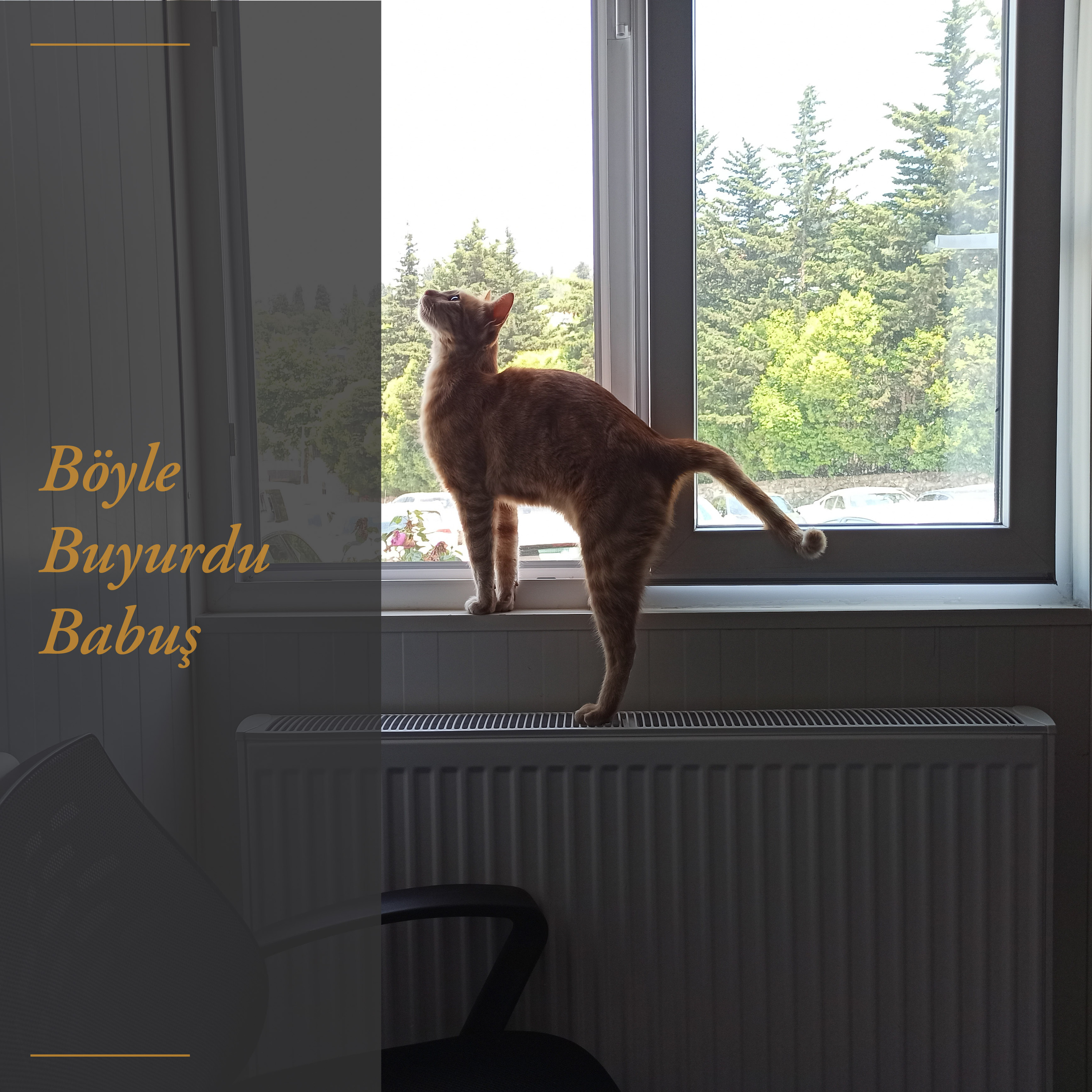 Böyle Buyurdu Babuş