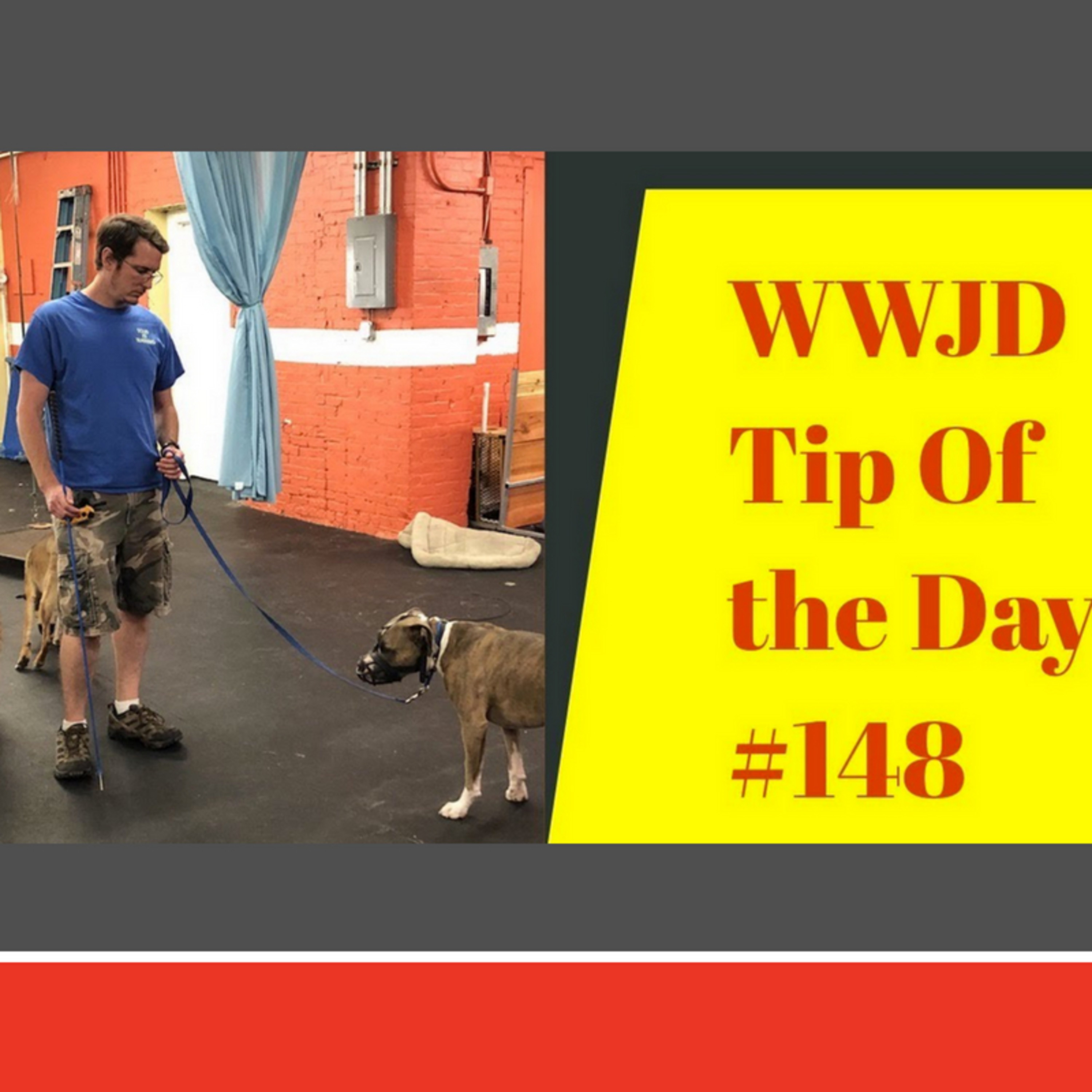 fighting dogs, What Would Jeff Do? Dog Training Tip of the Day #148 episode artwork