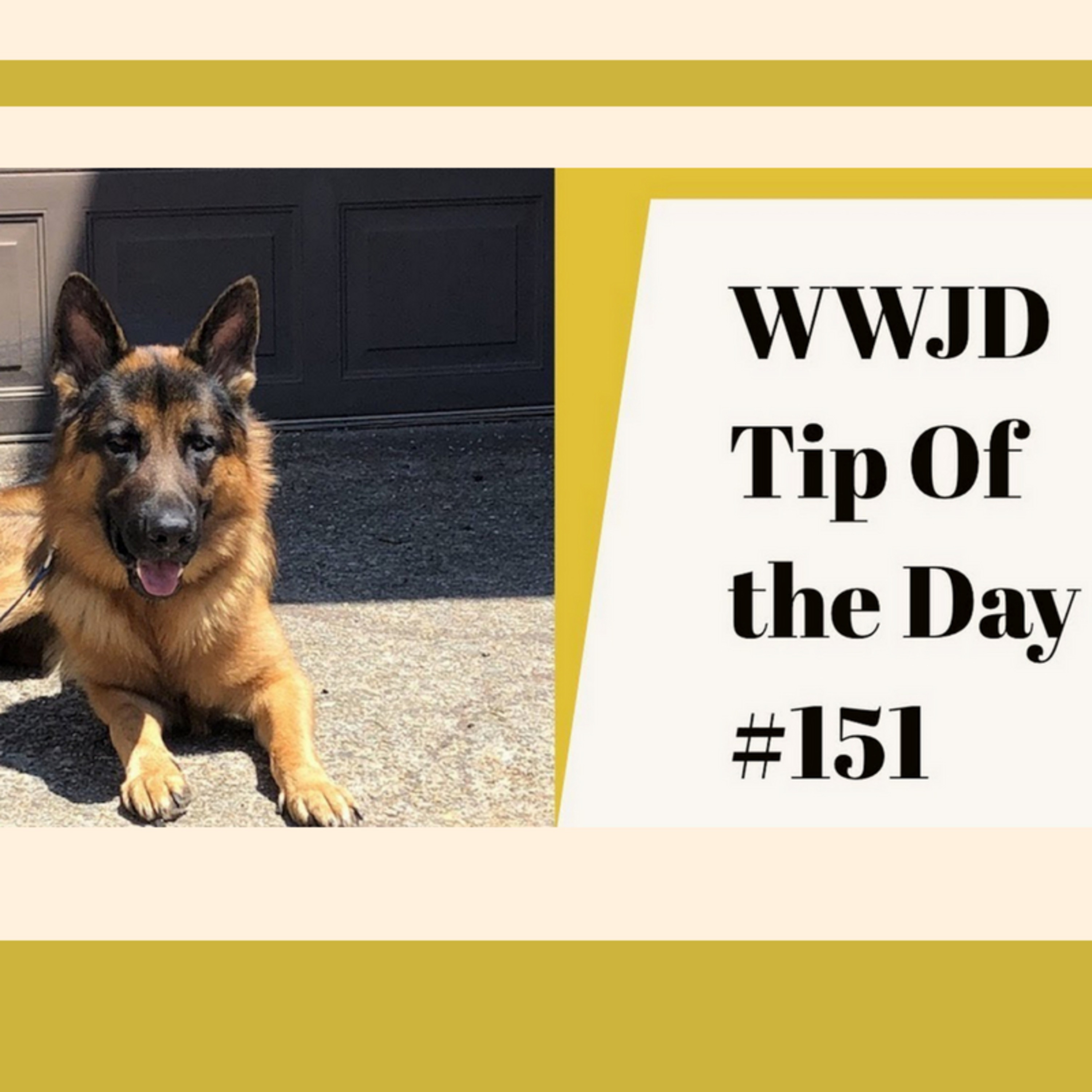 Why I don't use Vibrate, What Would Jeff Do? Dog Training Tip of the Day #151 episode artwork