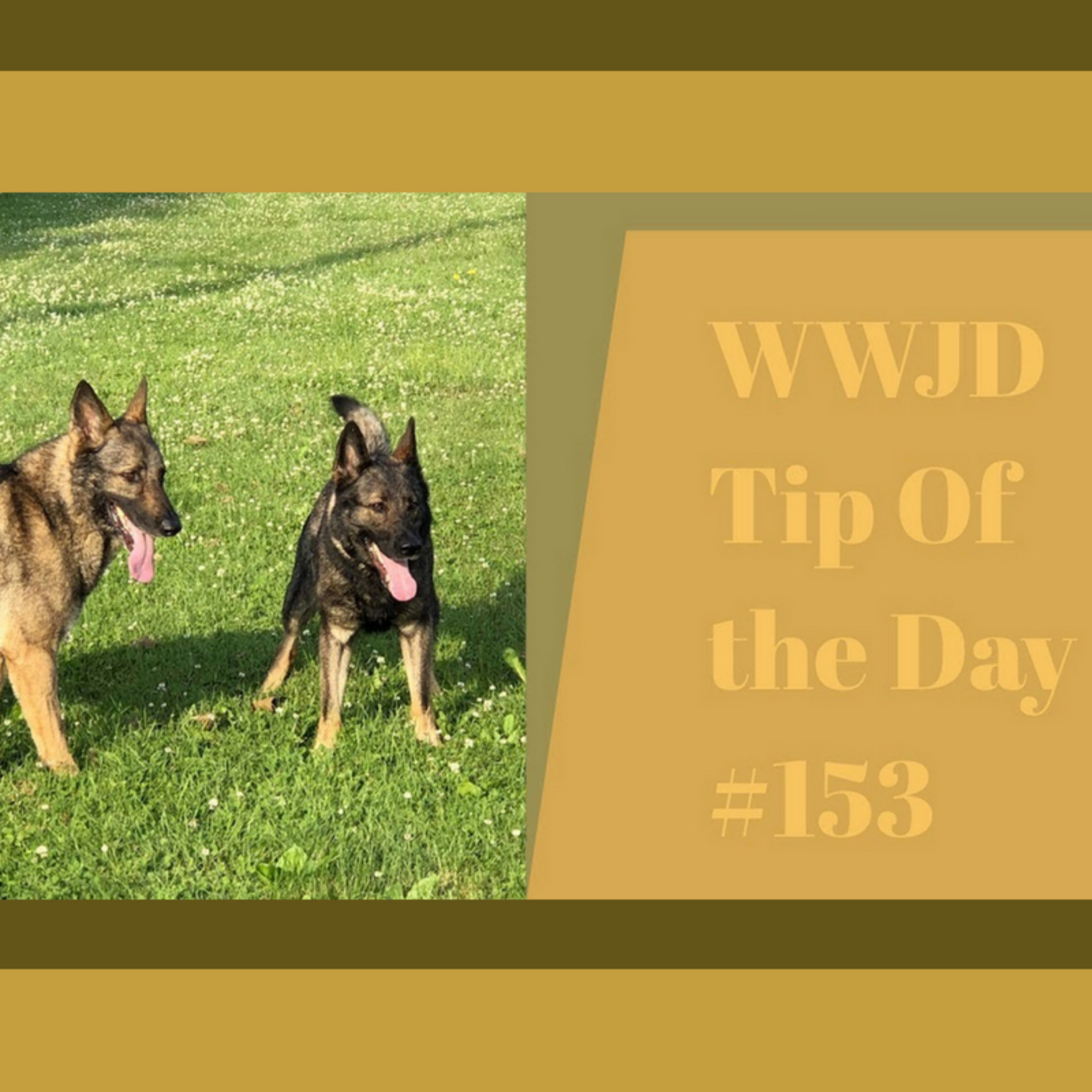 What Would Jeff Do? Dog Training Tip of the Day #153 episode artwork