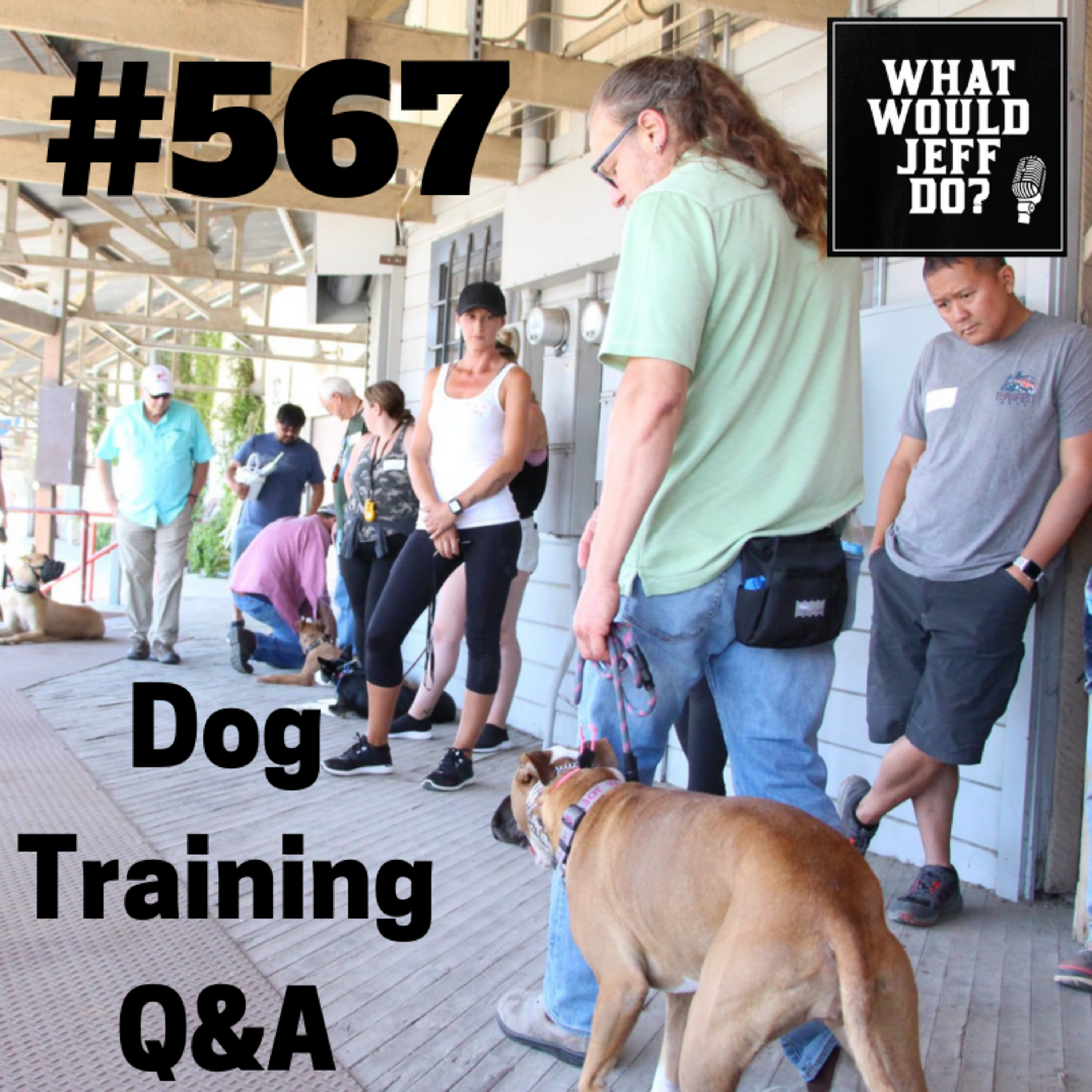 Dog Training - Training Dogs Recall - Stop dog digging - What Would Jeff Do? Q&A Ep.567 (2019) episode artwork