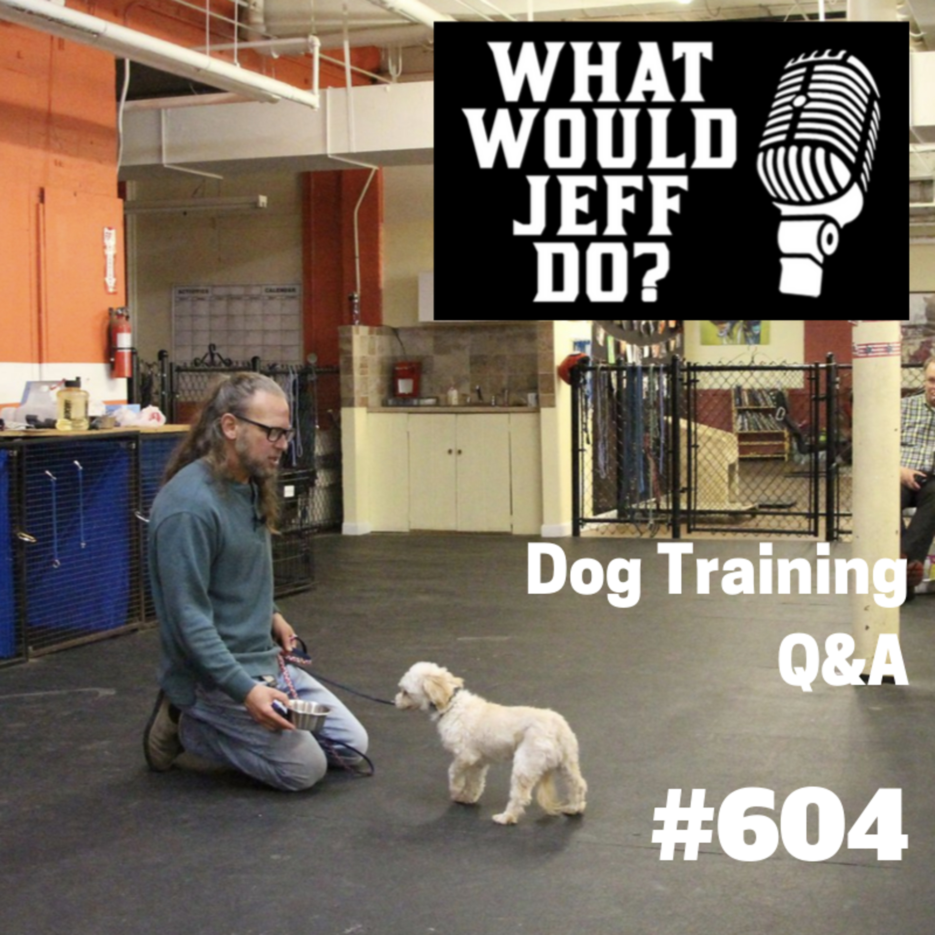 Dog Training Q & A What Would Jeff Do? With Jeff Gellman of Solid K9 Training