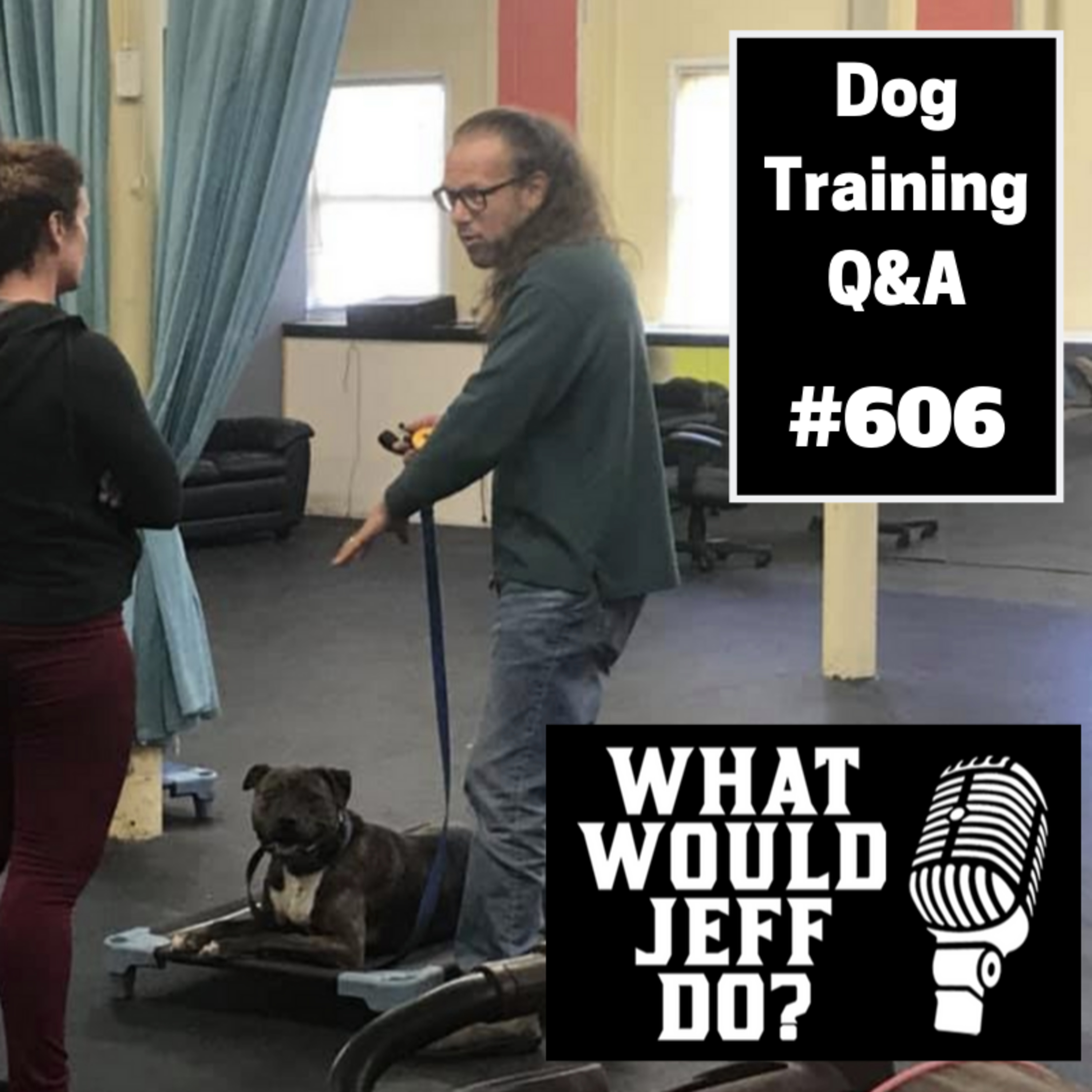 Dog Training Q & A What Would Jeff Do? With Jeff Gellman of Solid K9 Training