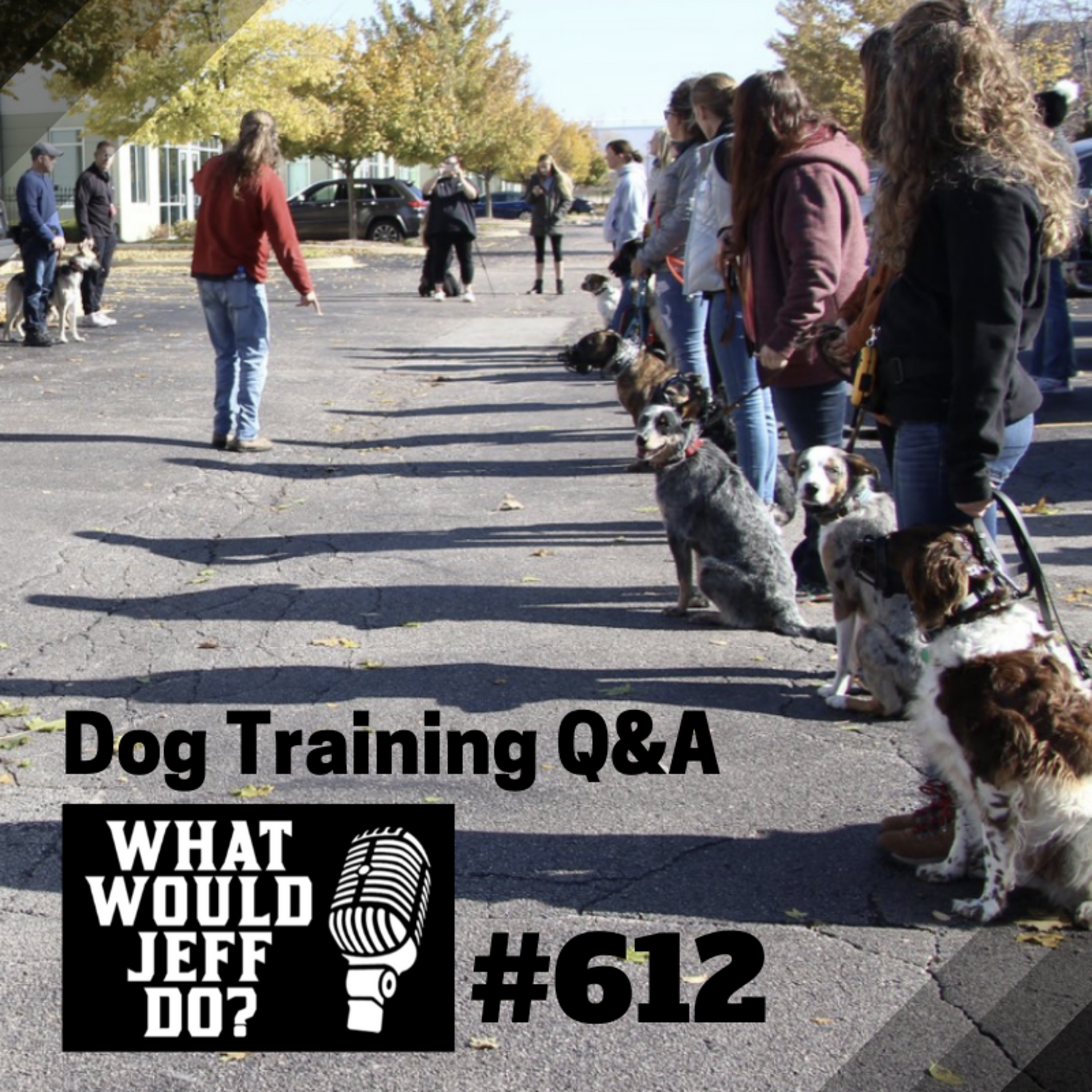 Dog Training Q & A What Would Jeff Do? With Jeff Gellman of Solid K9 Training