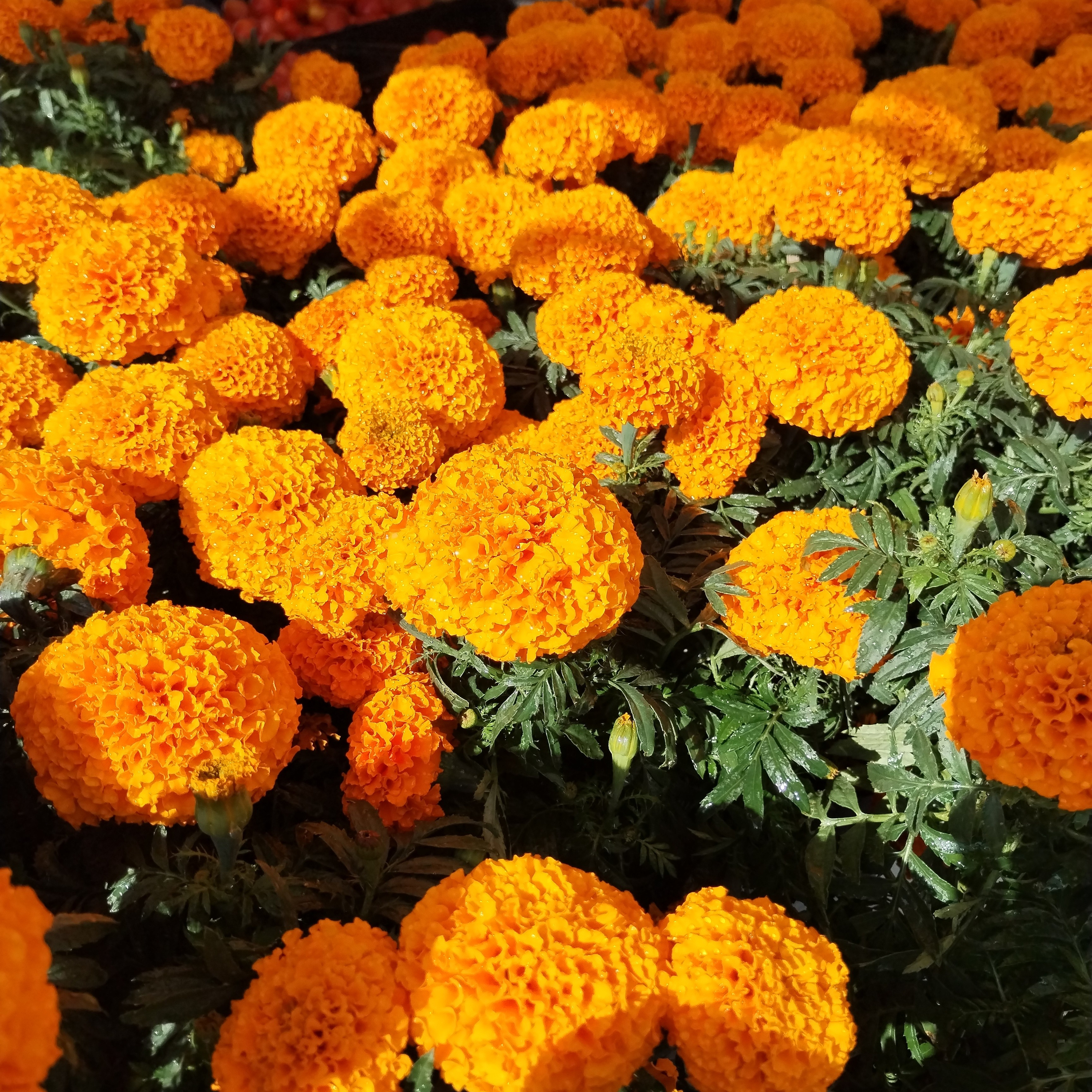 Día de muertos