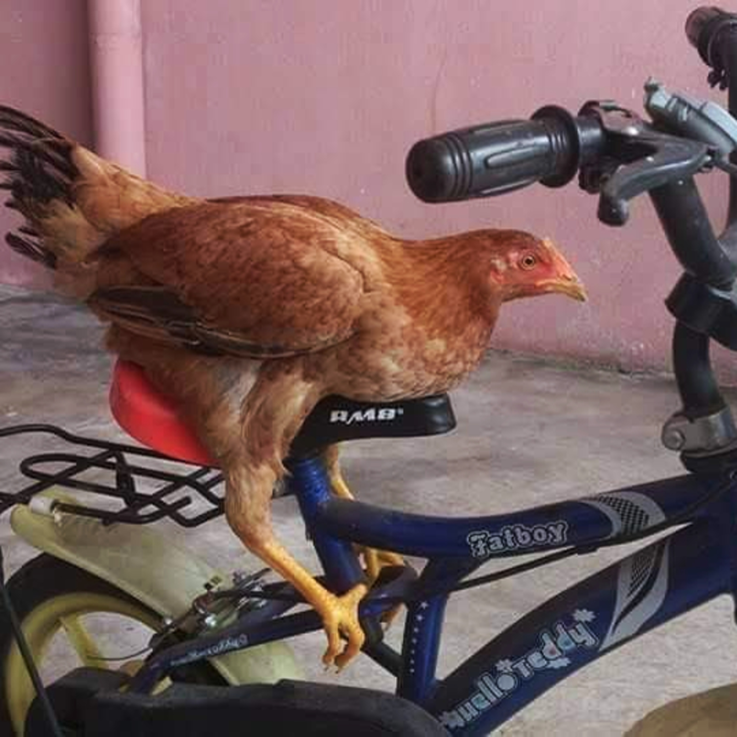 THIS IS BRAZIL
