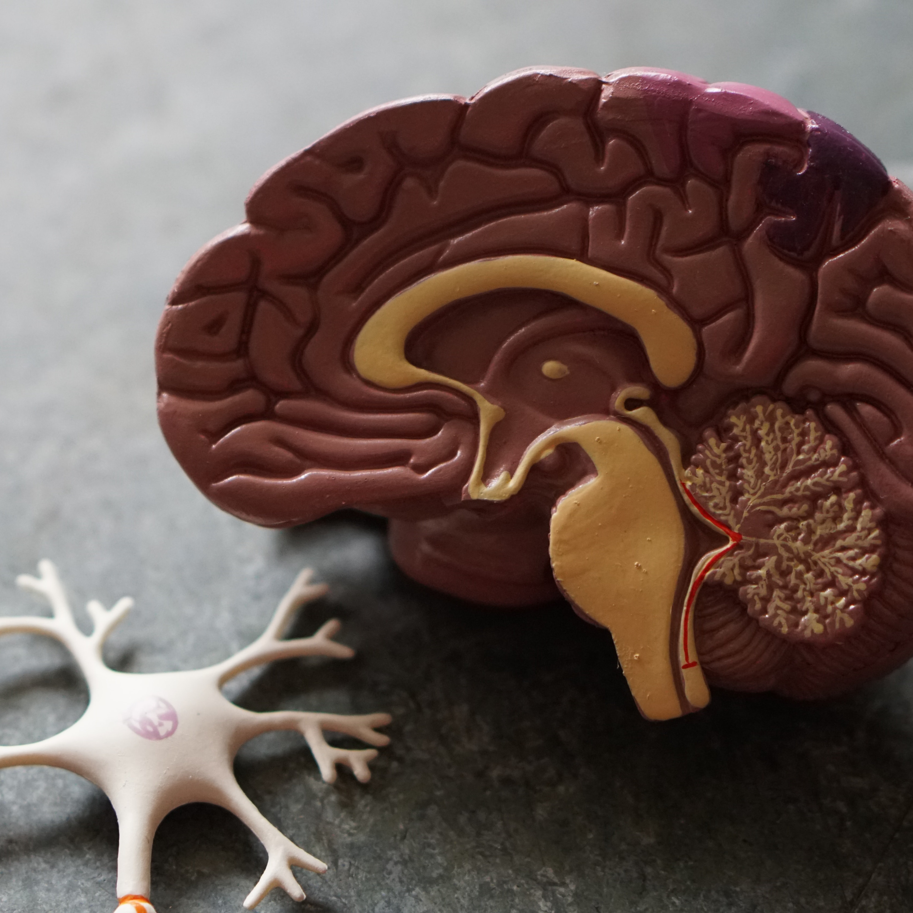 Bite-Sized Blog: How the Brain Communicates episode artwork