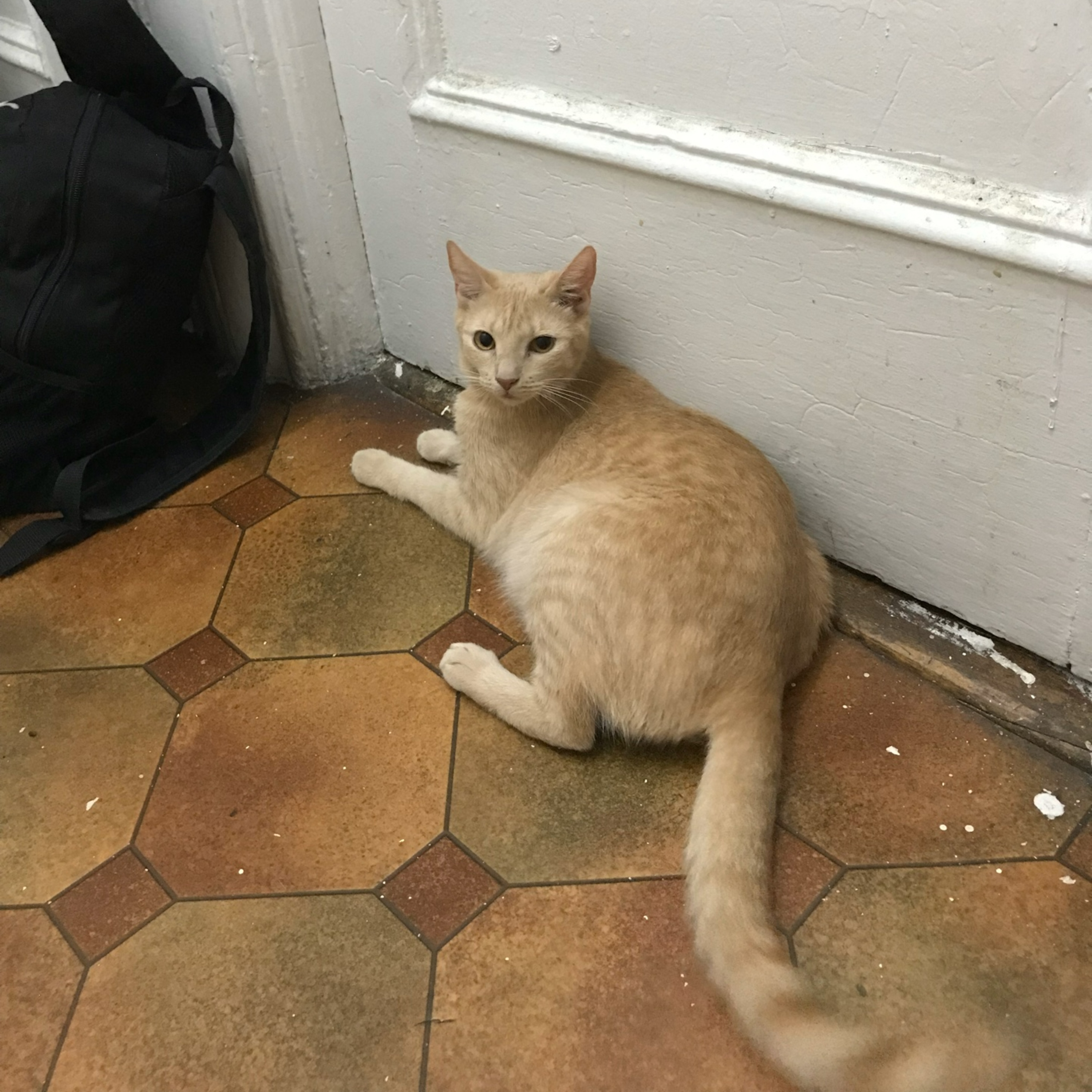 The Gorgeous Ginger Lawyer