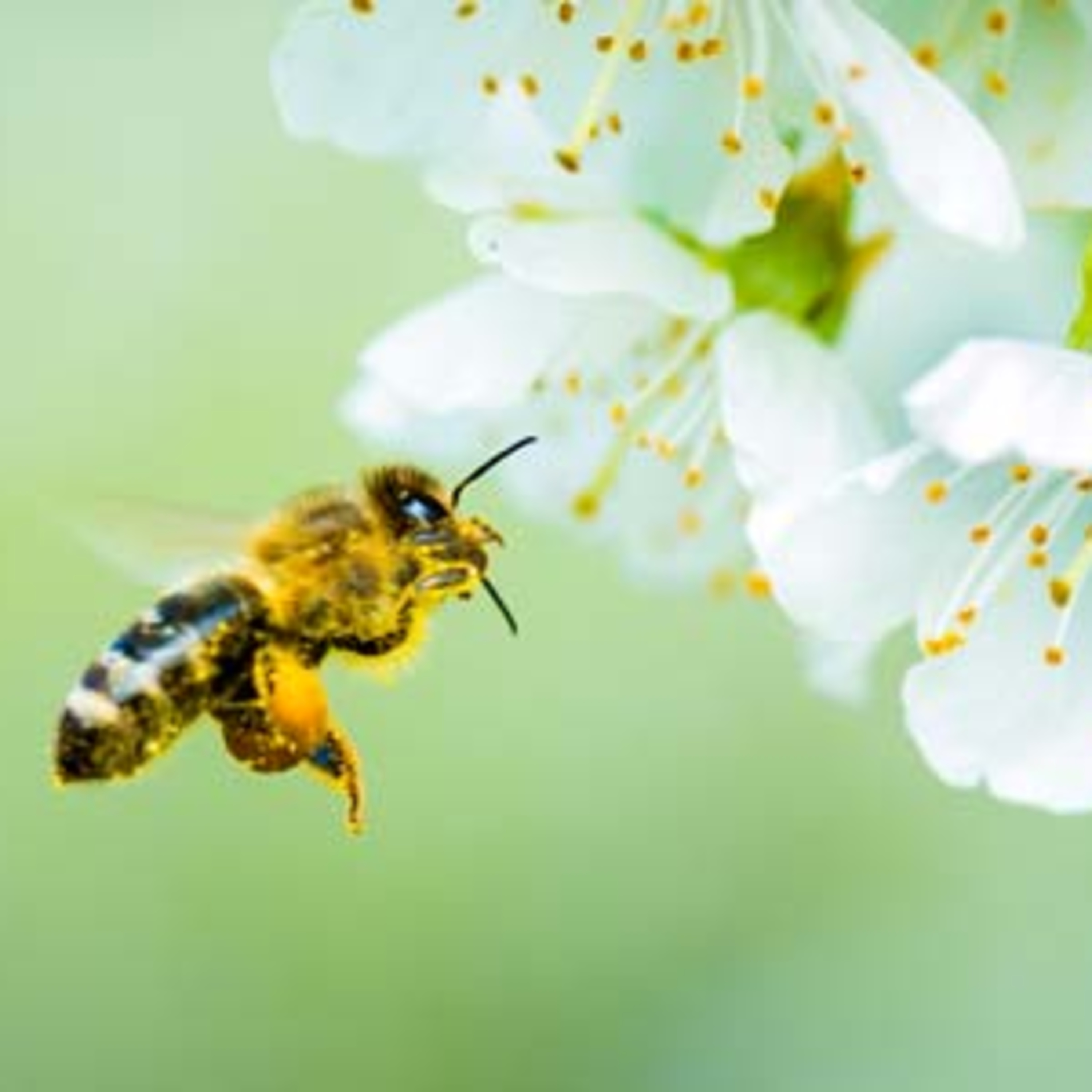 The Garden School Podcast