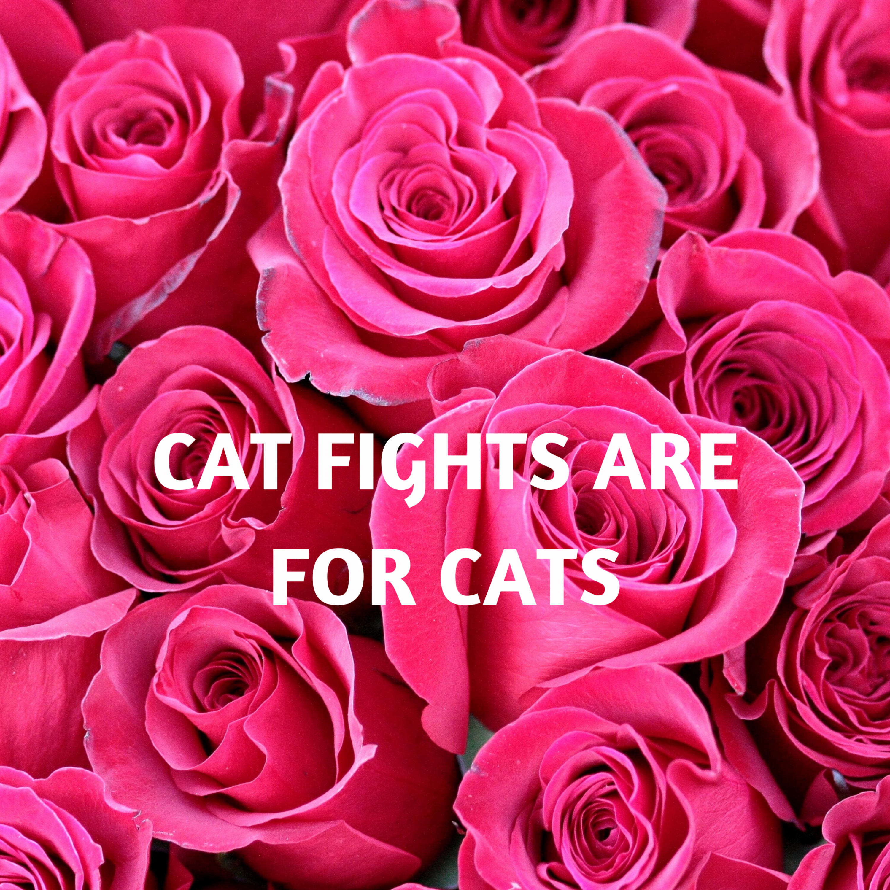 Cat Fights Are For Cats episode artwork