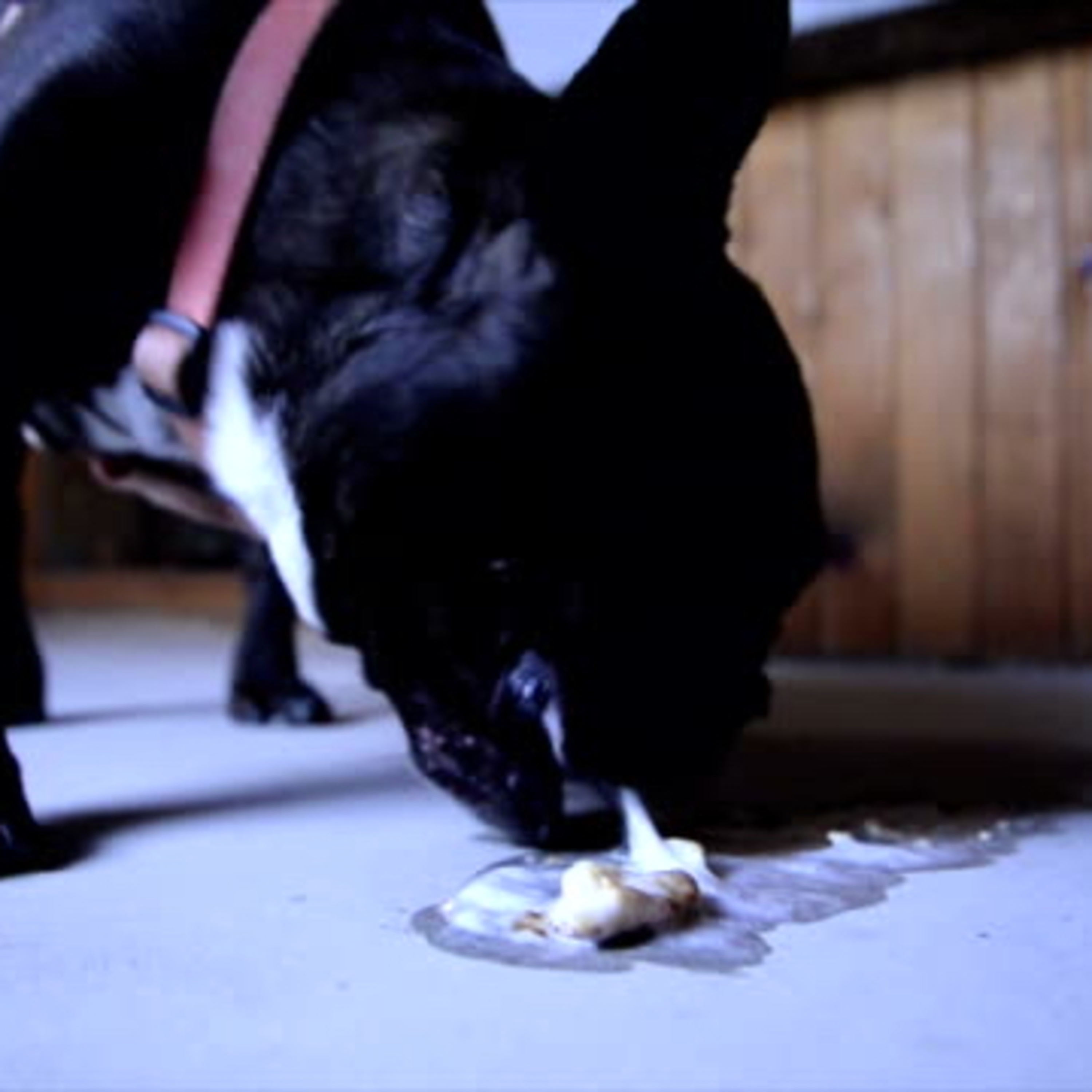 As a dog returns to its vomit, so a fool repeats his folly. episode artwork