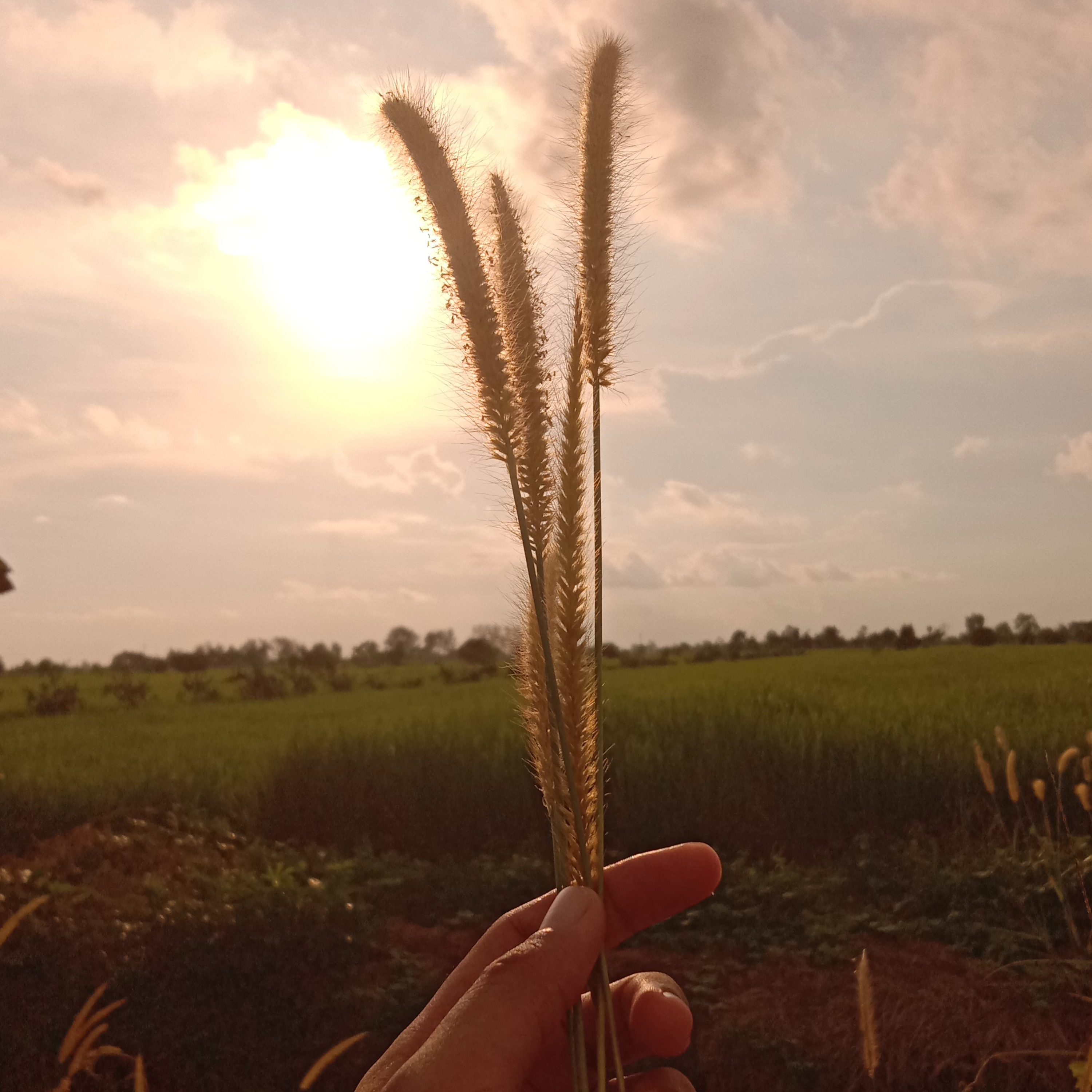 Hanya Kata