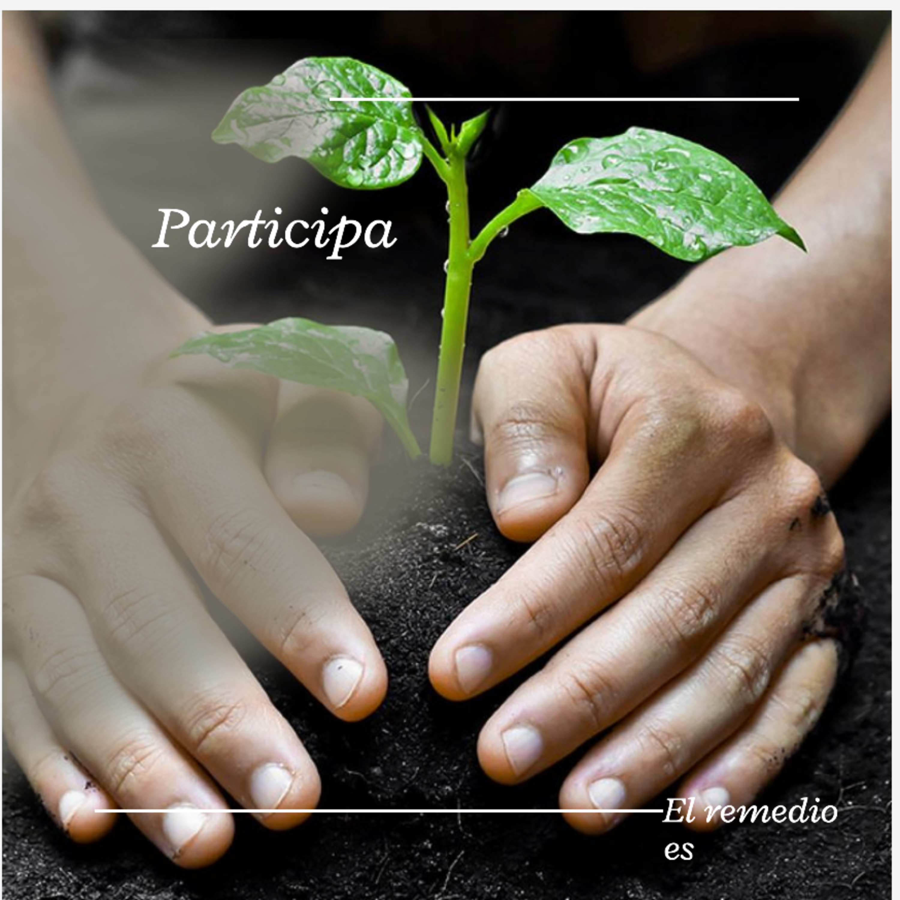 MÉRIDA LLEGA A LA META DE 100 MIL ÁRBOLES PLANTADOS episode artwork