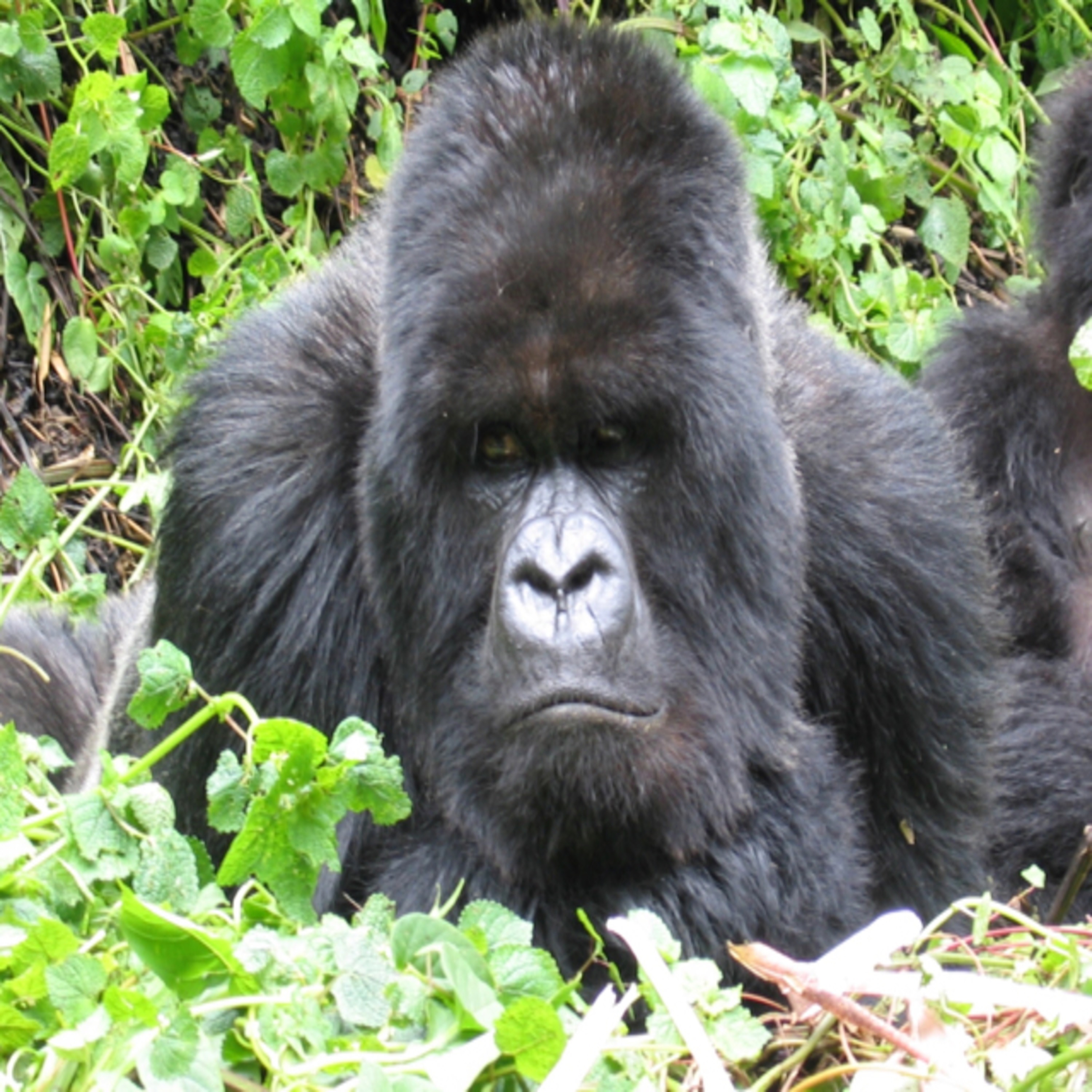 Craig’s World Trip, 2003-2004