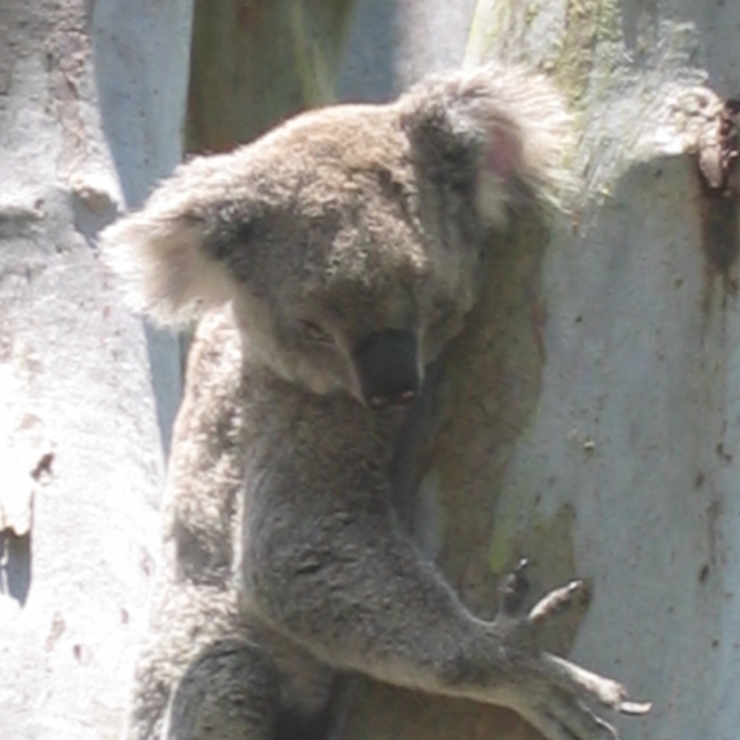 Craig’s World Trip, 2003-2004