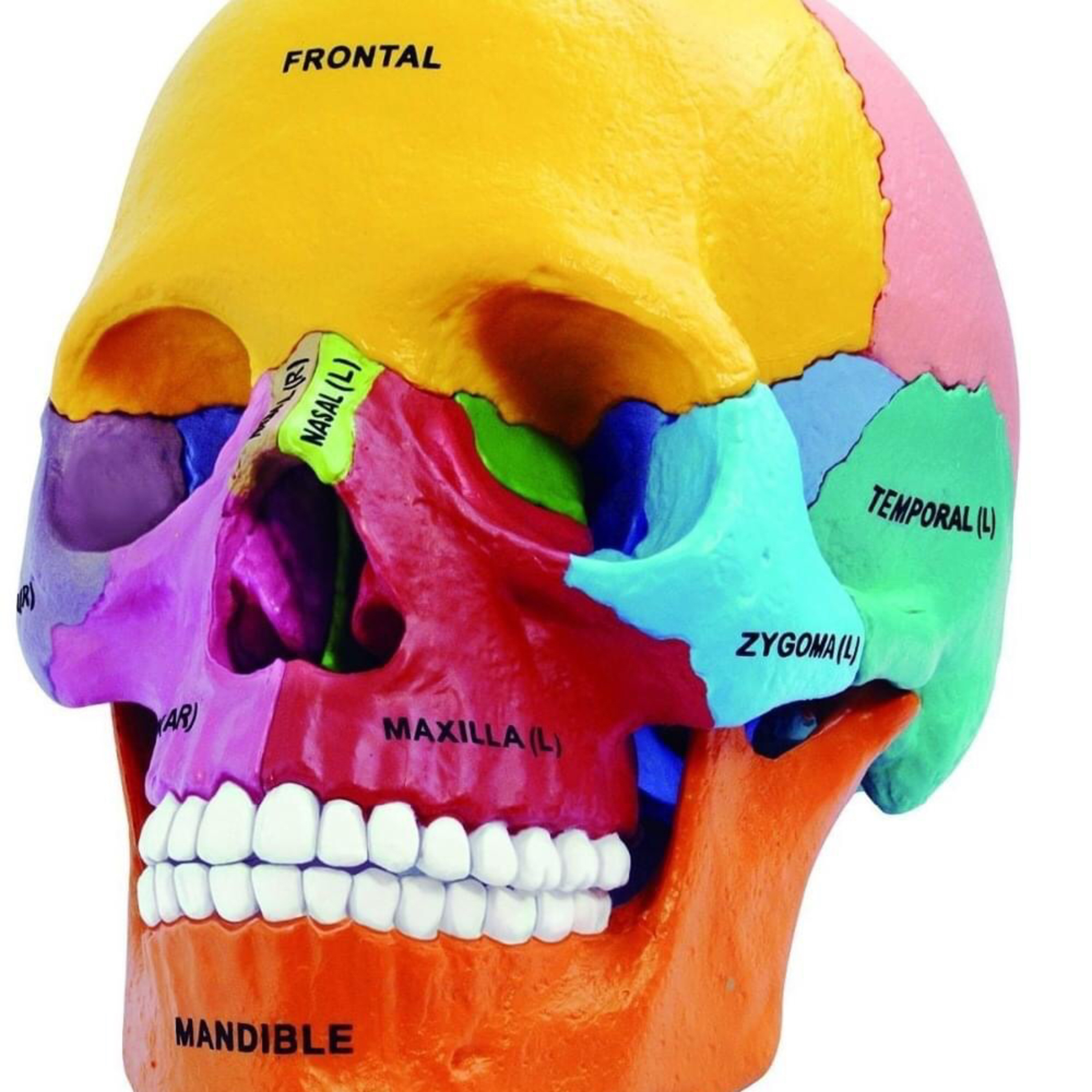 Maria Martin, PhD Aesthetics