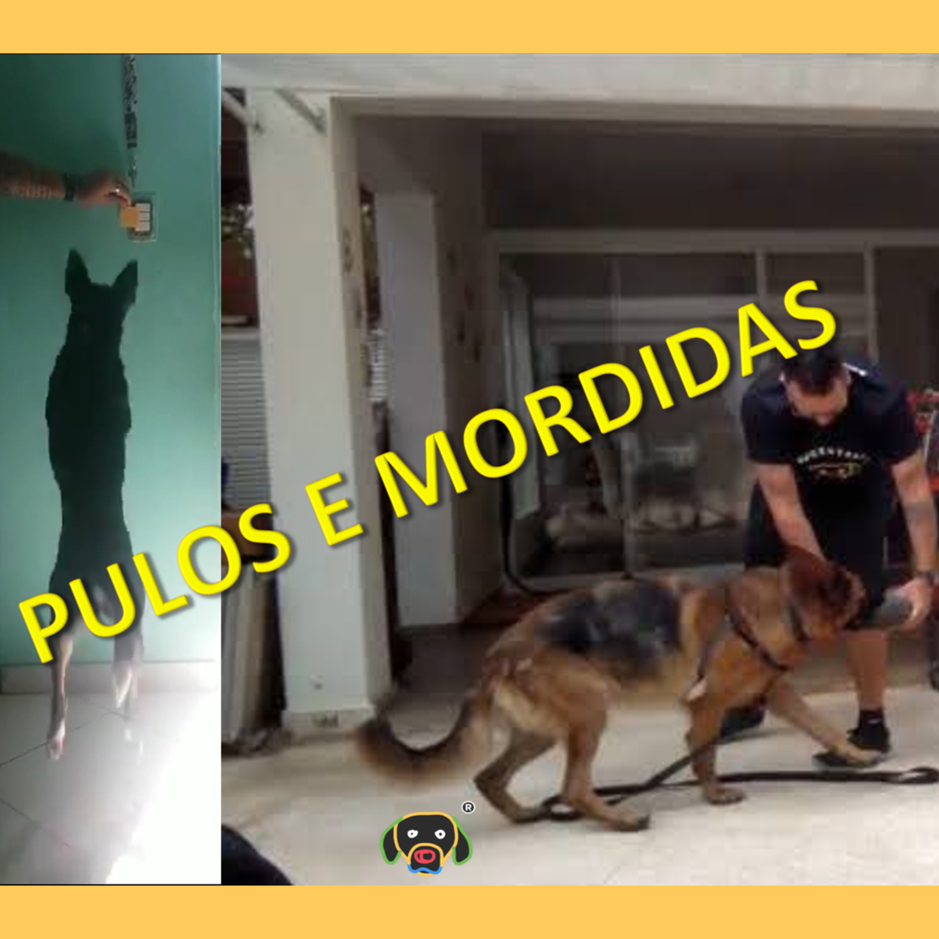 Cãocentrado No Ar!