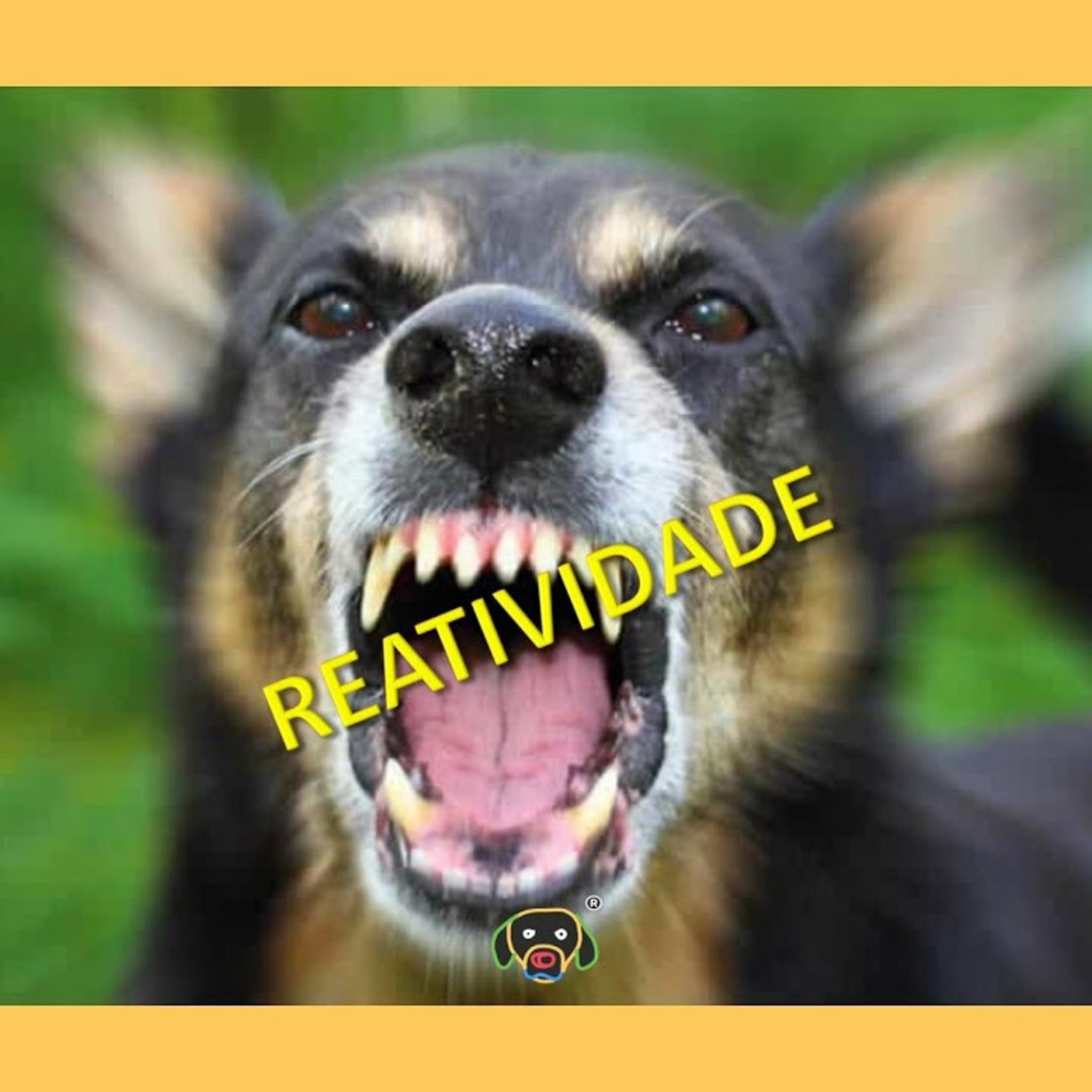 Cãocentrado No Ar!