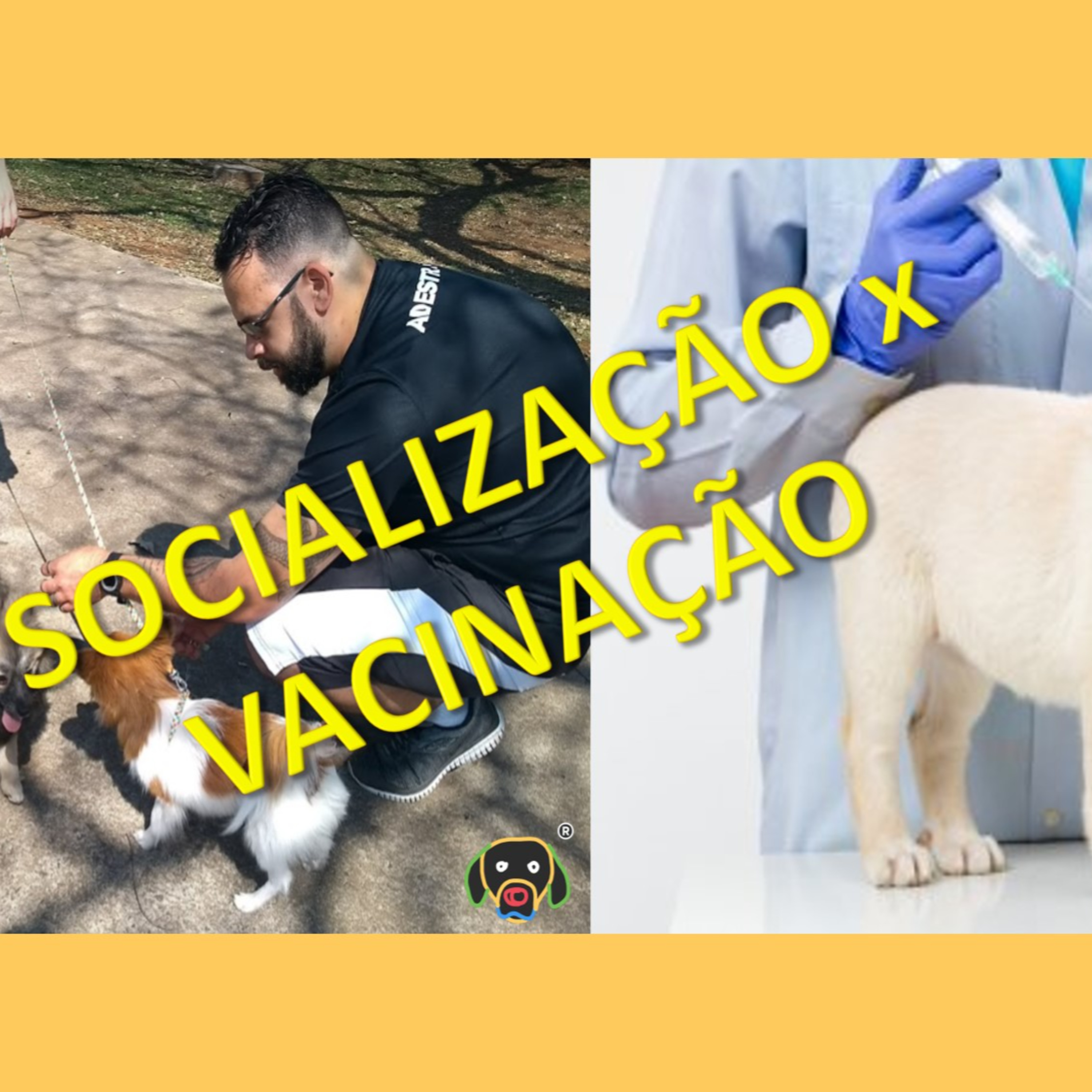 Cãocentrado No Ar!