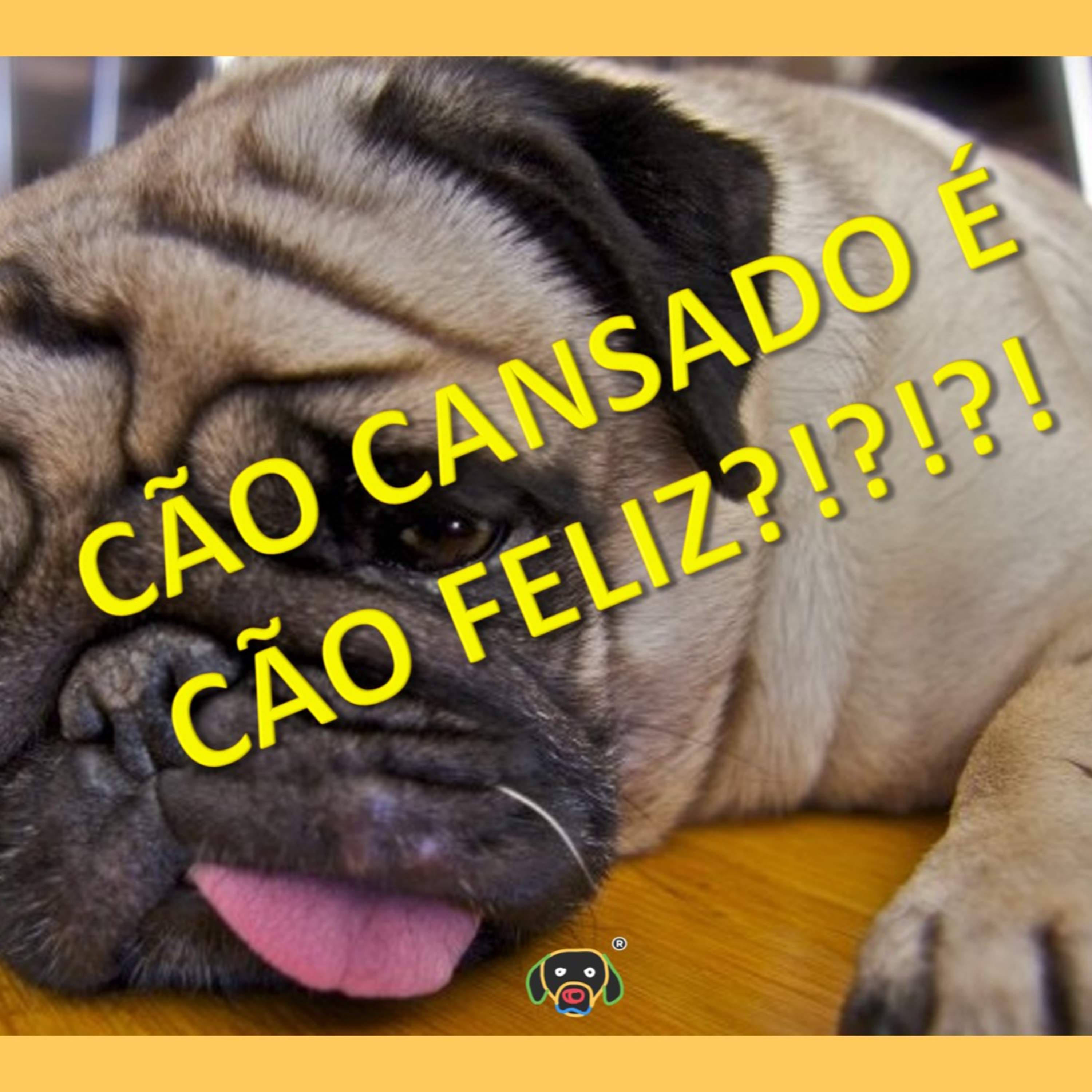 Cãocentrado No Ar!