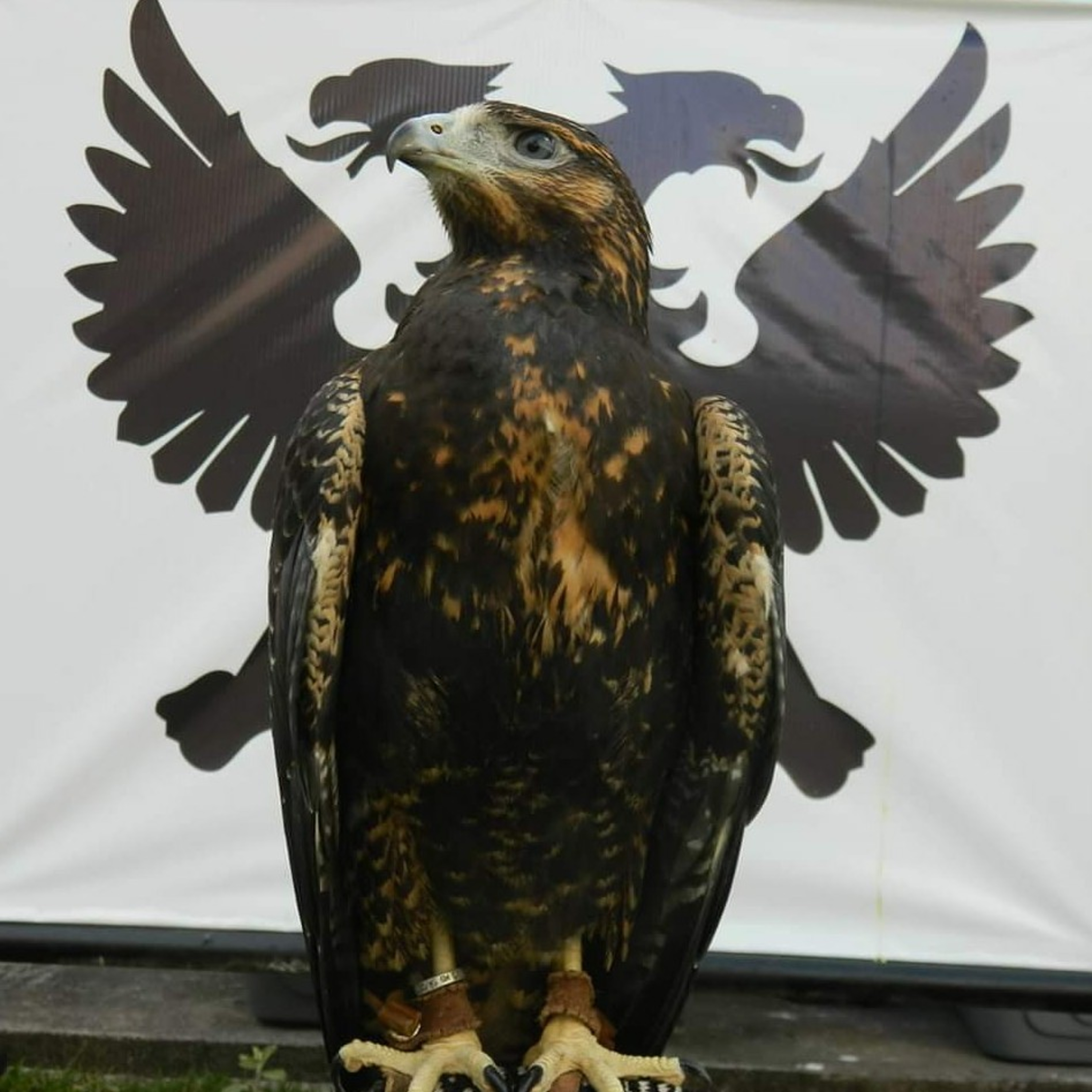 Campoaberto