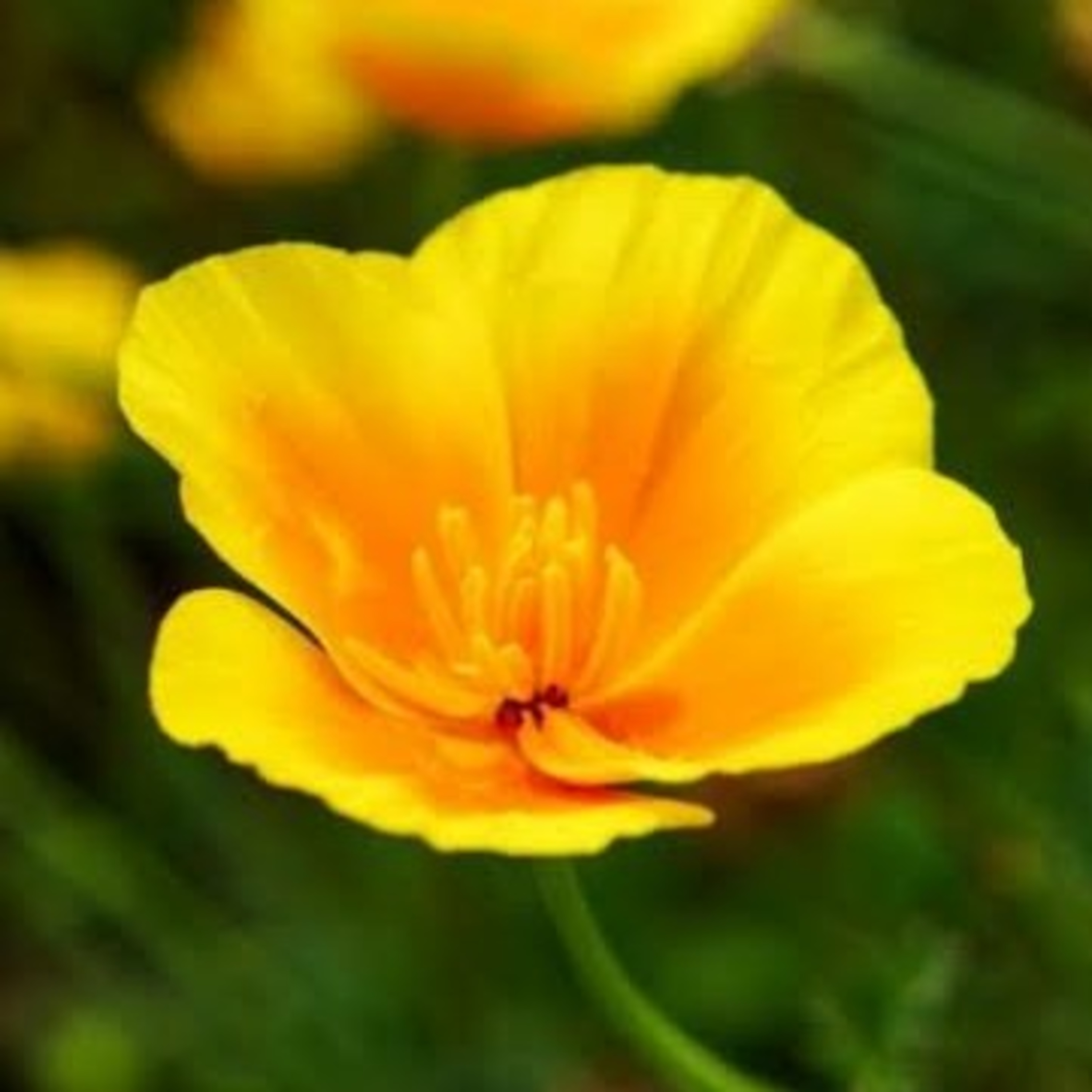 Buddhism melody / Namodhasa