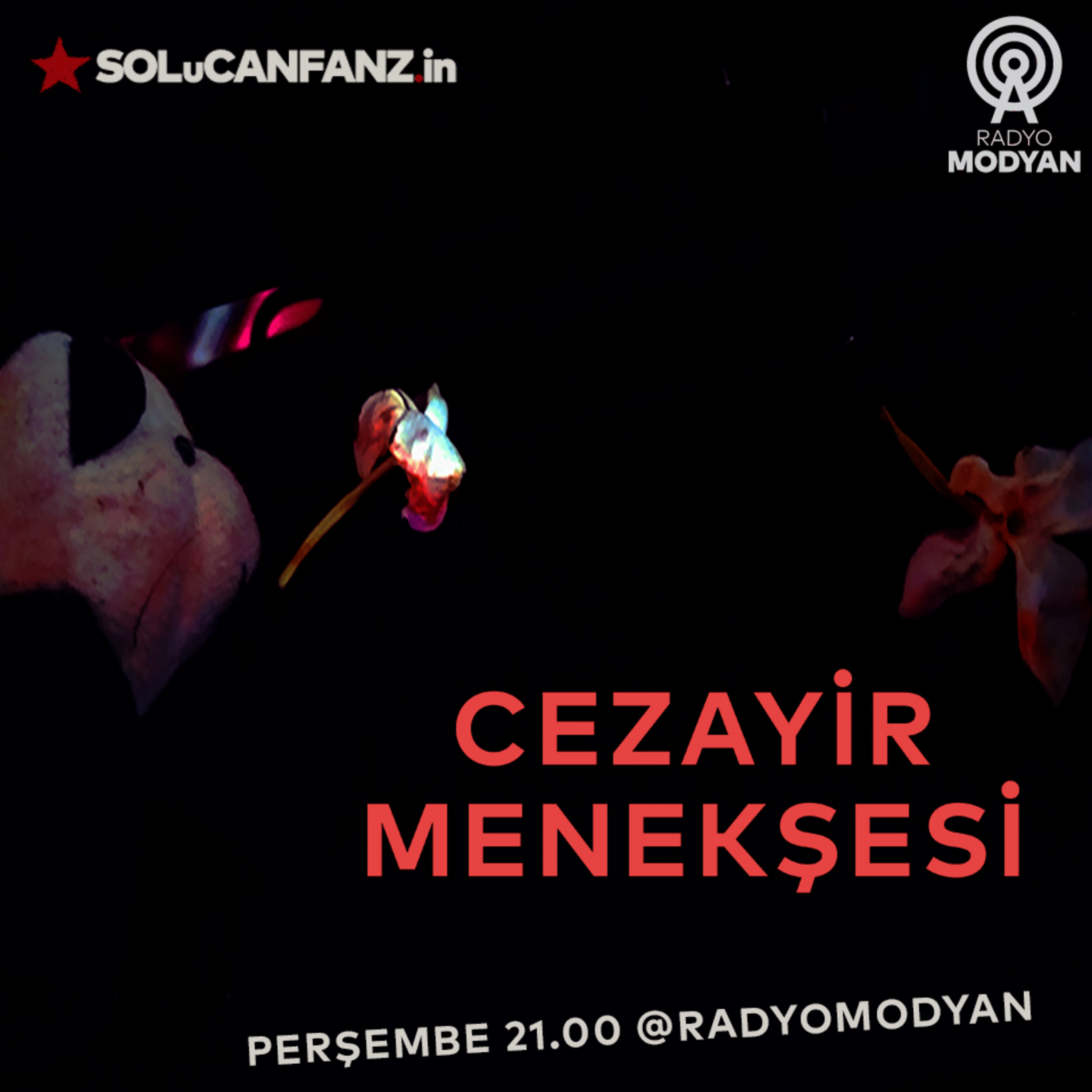 Cezayir Menekşesi v2 Sayı:3