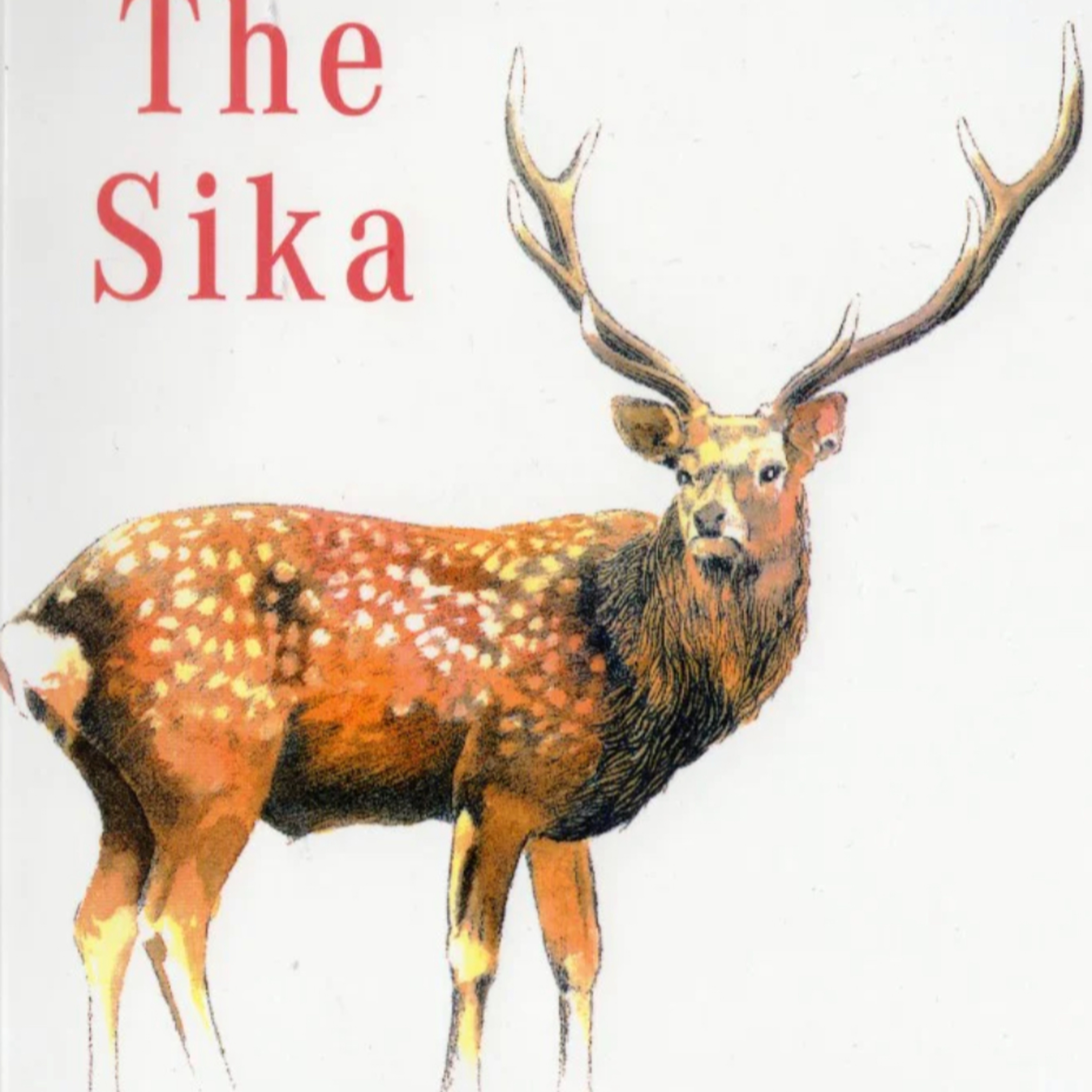 The Stag Roar: Life Less Ordinary