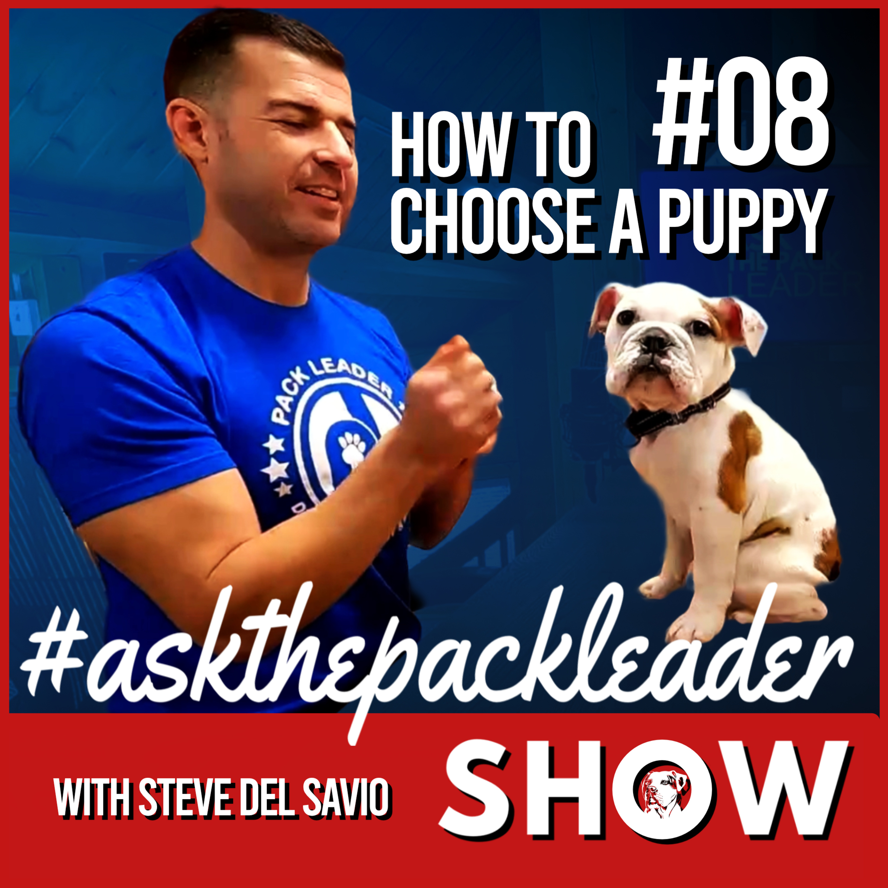 The Pack Leader Dog Psychology Channel