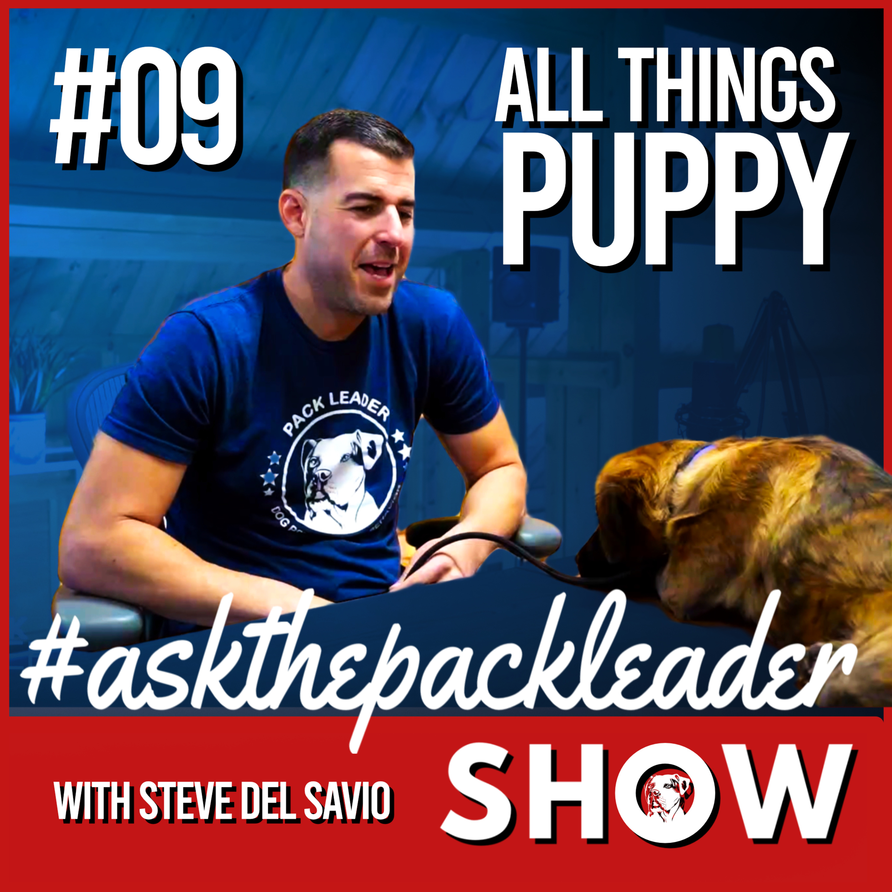 The Pack Leader Dog Psychology Channel