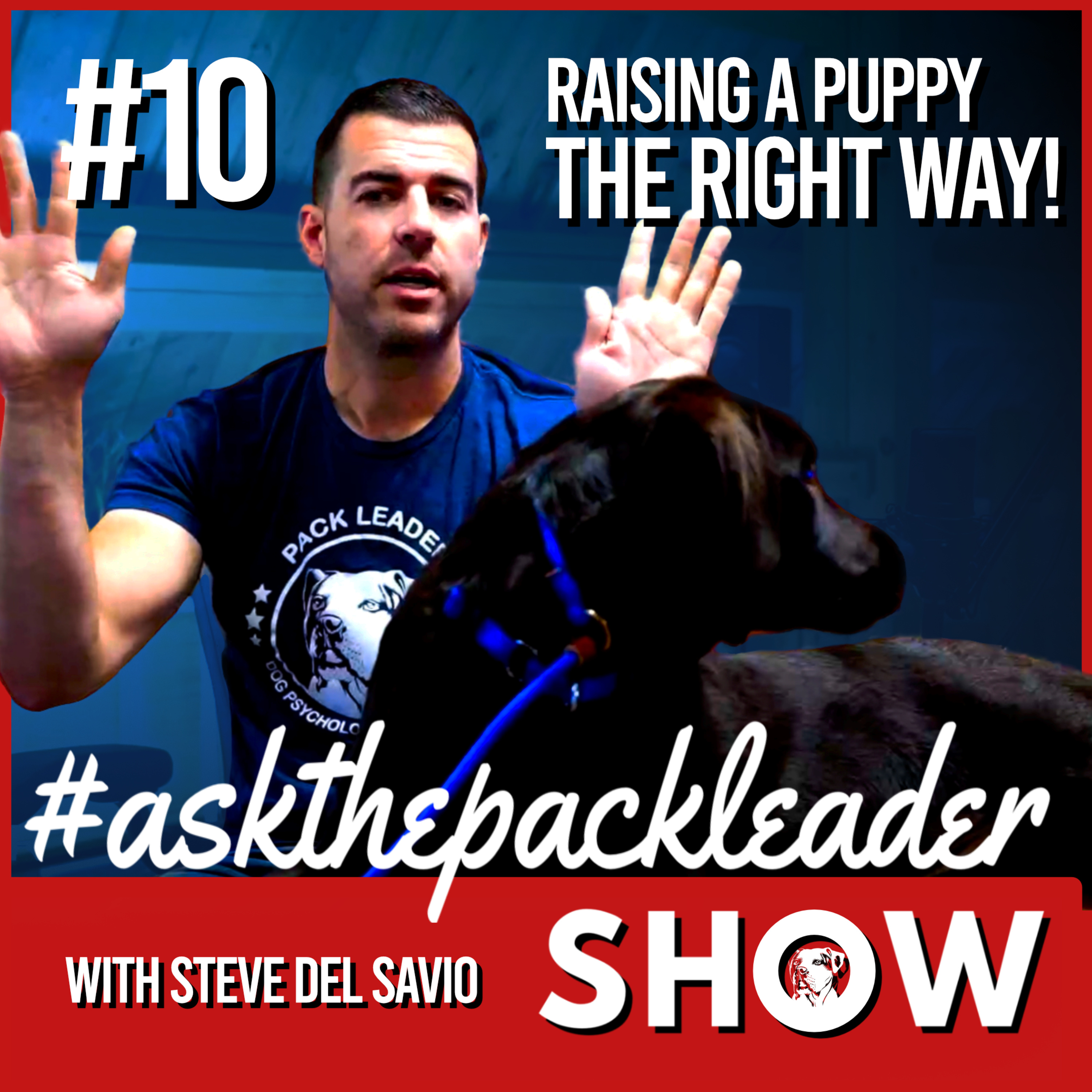 The Pack Leader Dog Psychology Channel
