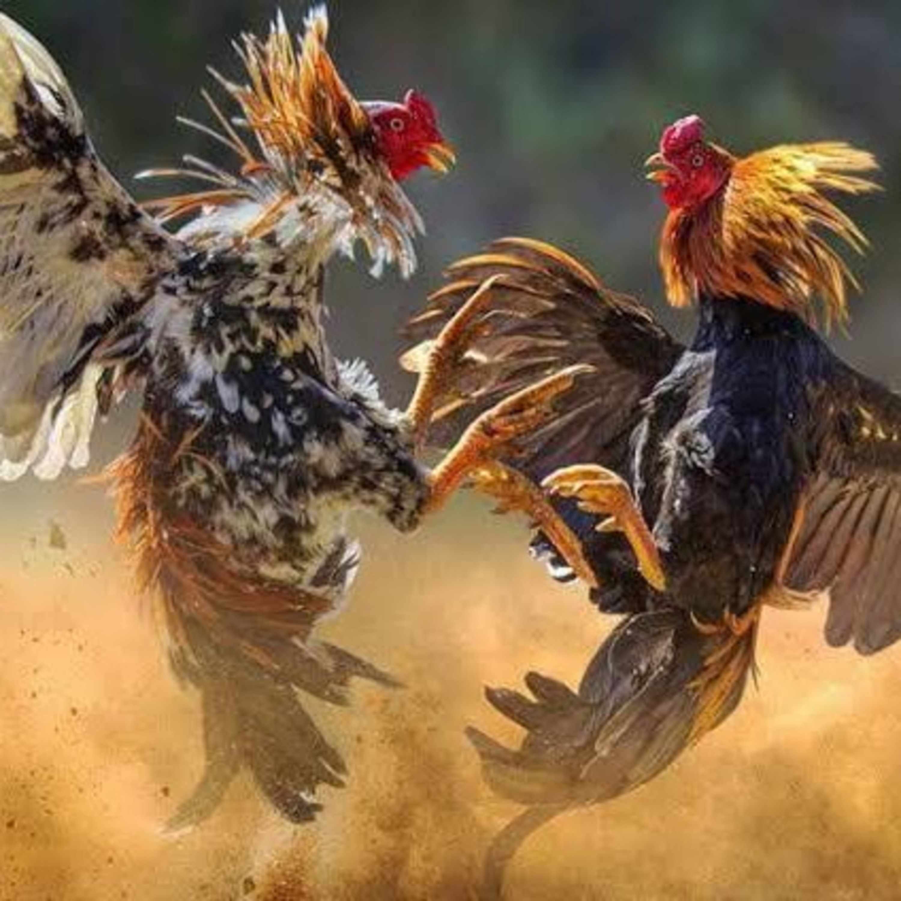 Pelihara hewan atau sabung ayam?