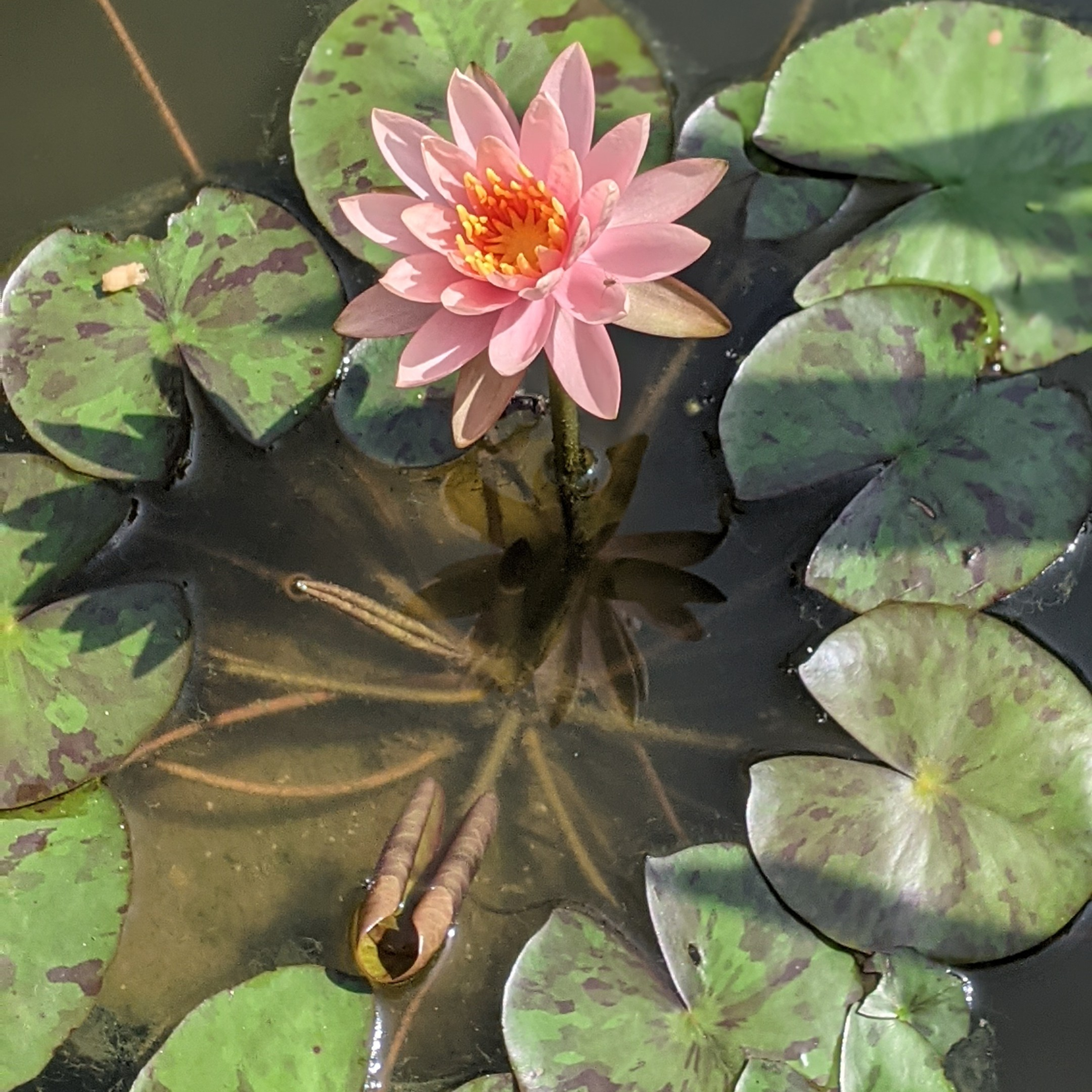 JANANI BHARATHI.  జననిభారతి