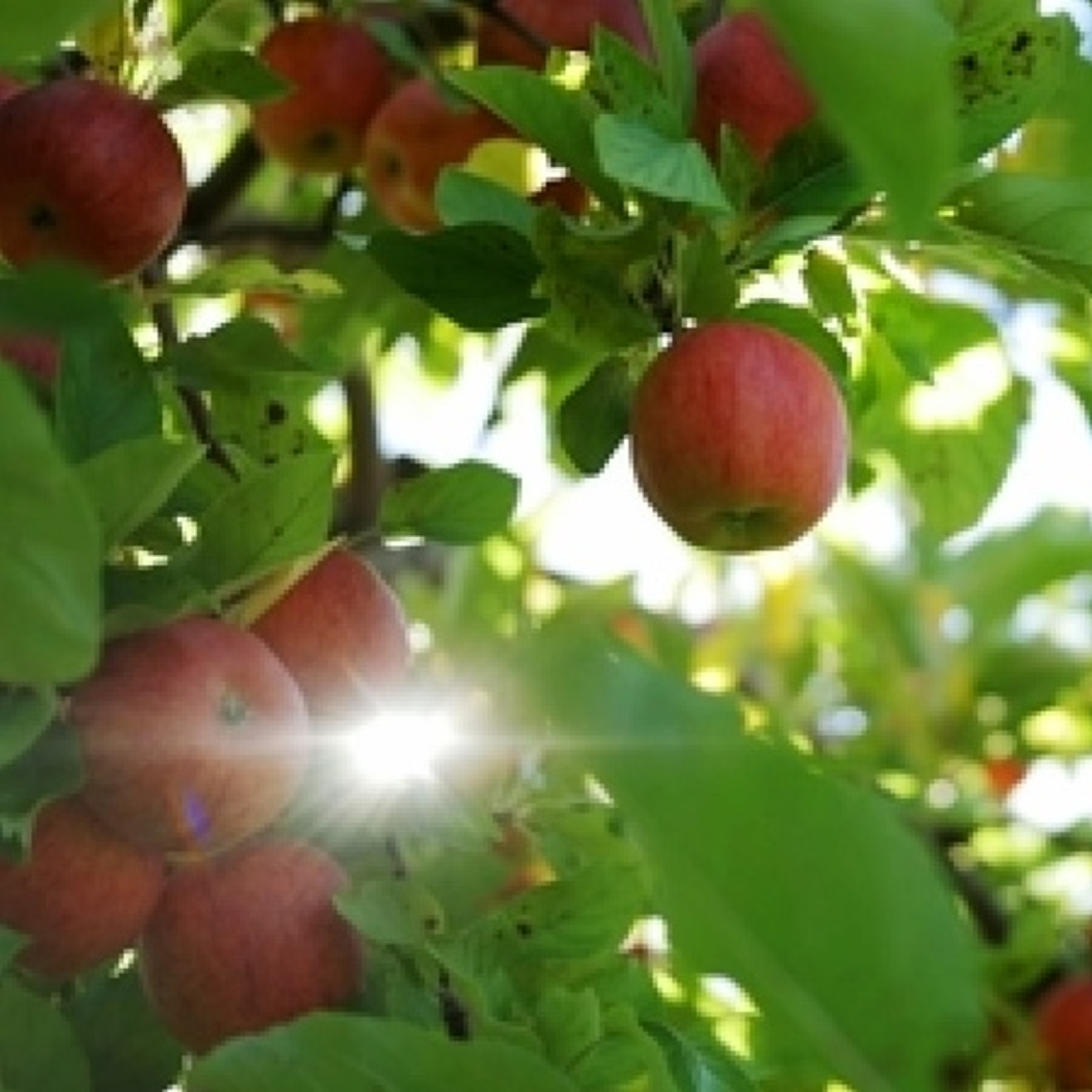 Anchor Morning Audio ⚓️🎙🔊 03.11.2019 ; New Study Reveals Apple Industry’s In New York State Have An Inpact