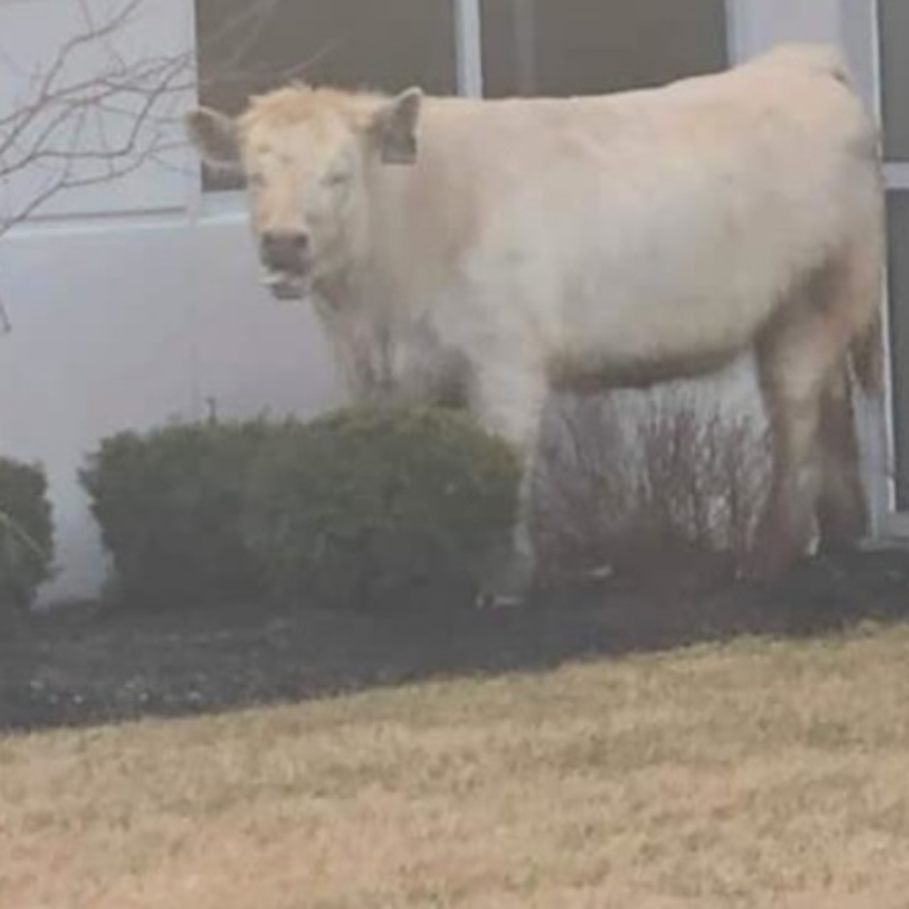 Anchor Morning Audio ⚓️🎙🔊 03.21.2019 ; The Cow Crossed The Road To Get To The Other Side To Go Where?