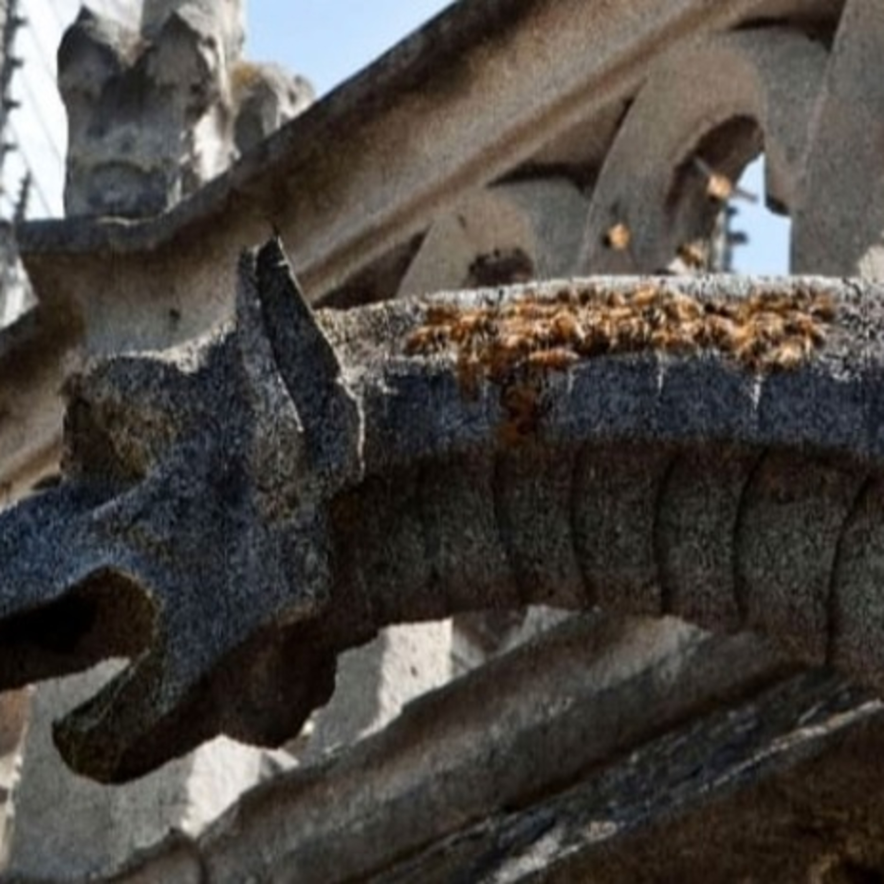 Anchor Morning Audio ⚓️🎙🔊 04.25.2019 ; The 180,000 winged resident Bees of Notre Dame Survived Also!