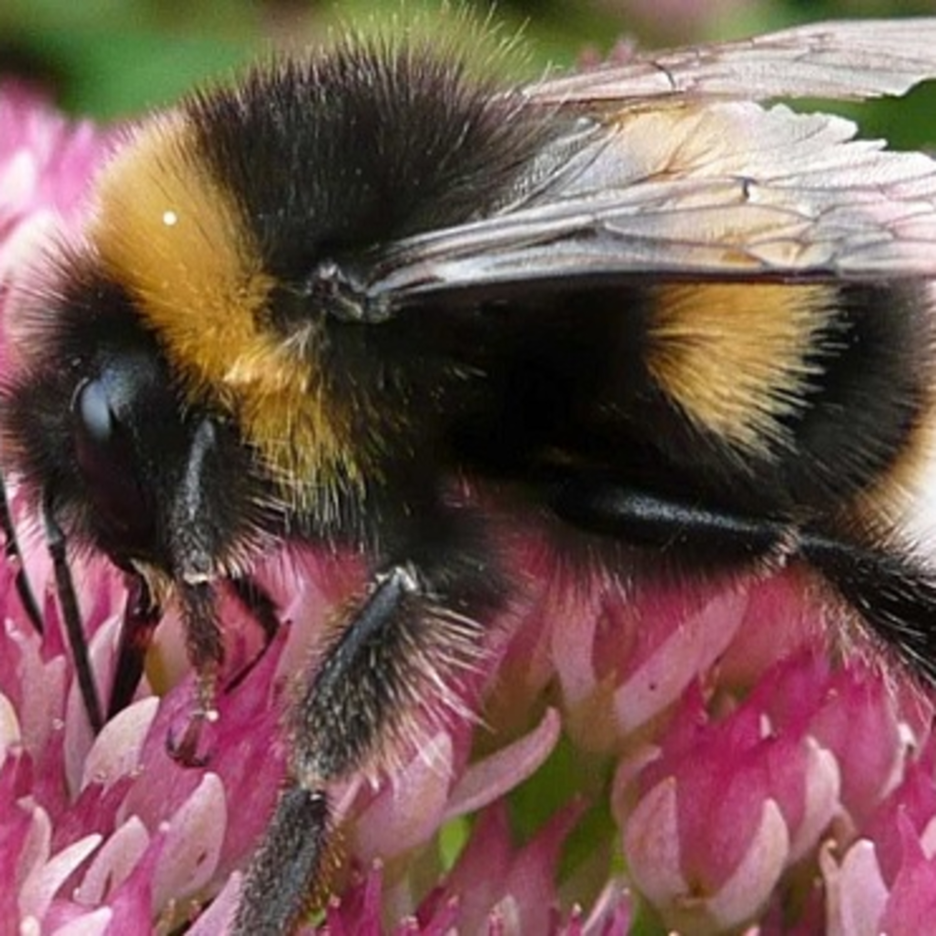 Anchor Morning Audio ⚓️🎙🔊 07.21.2019 ; Native Bumble Bees Will Be A Protected Species In California