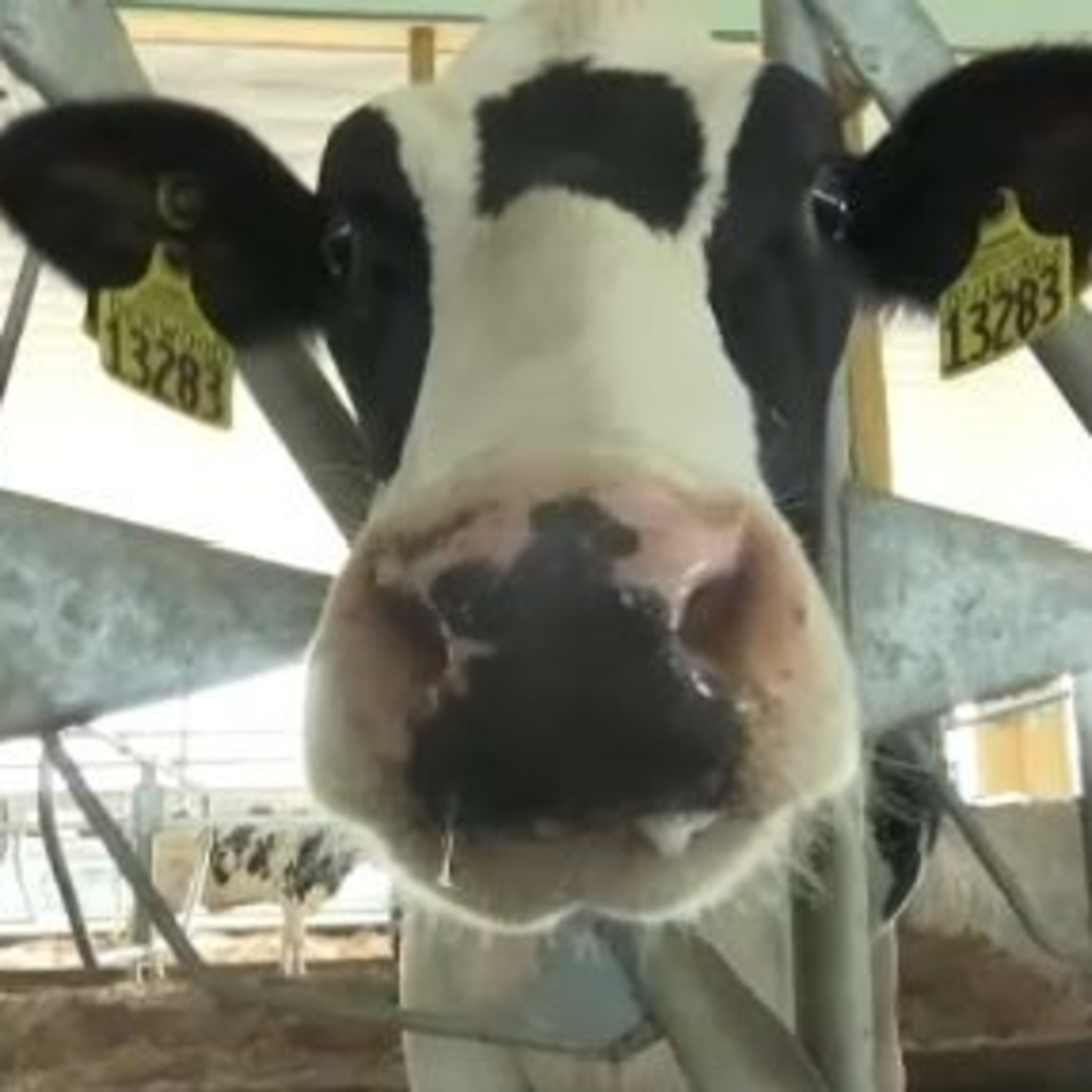 Anchor Morning Audio ⚓️🎙🔊 08.09.2019 ; Keeping Cows Cool in the Heat