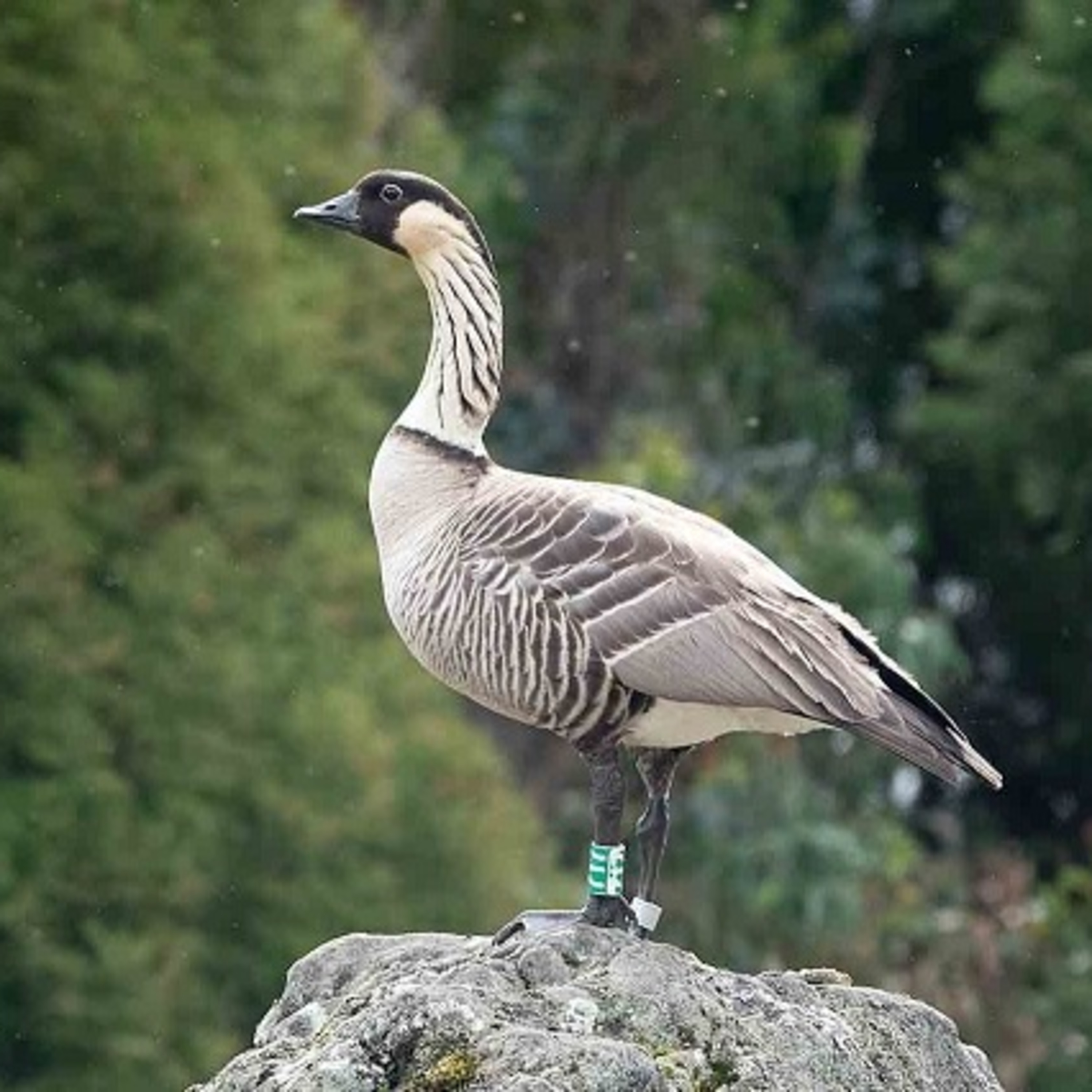 Anchor Morning Audio ⚓️🎙🔊 12.16.2019 Hawaii’s State Bird Back From Brink of Extinction #tfope