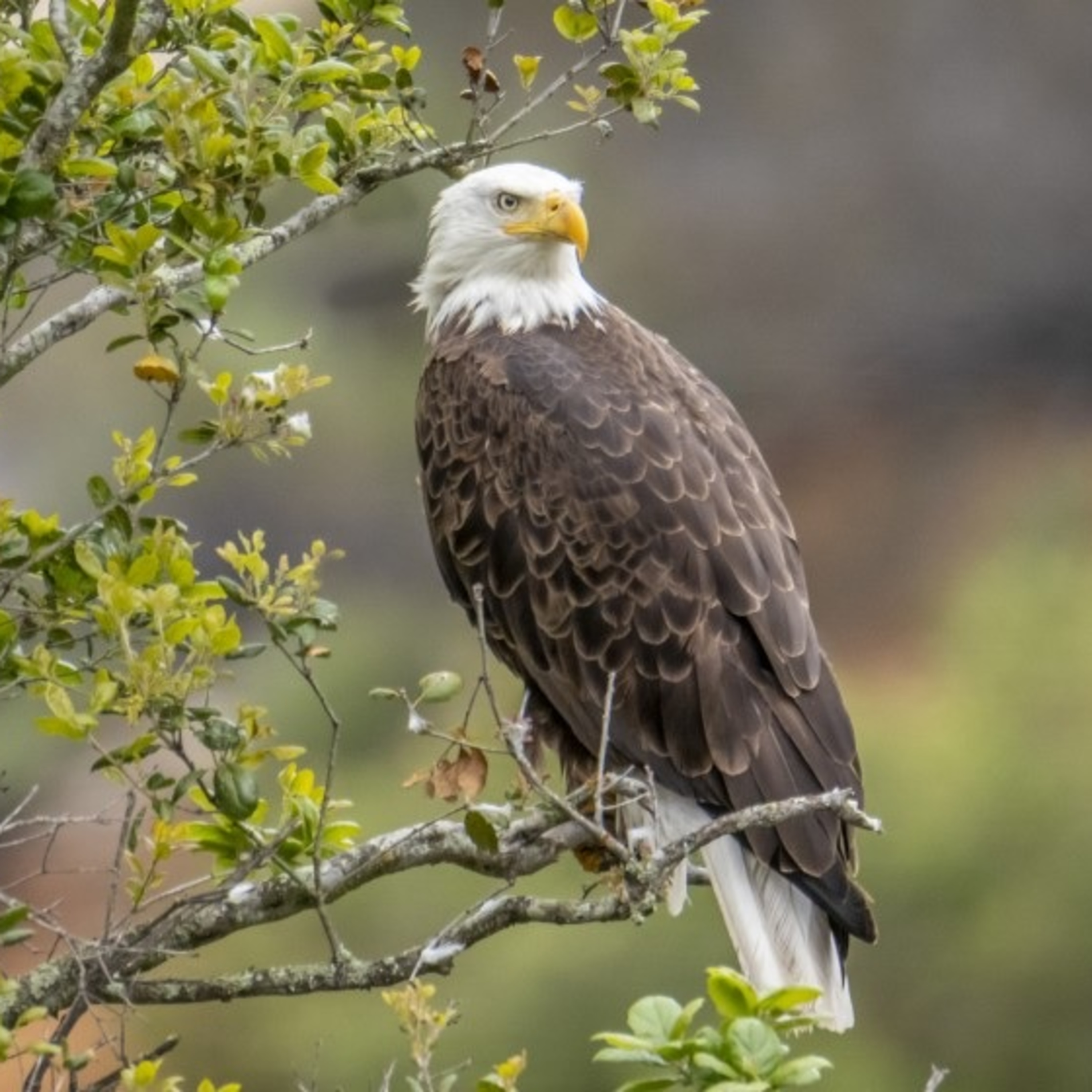 Anchor Morning Audio ⚓️🎙🔊 01.28.2020 American Bald Eagles On The Come Back In Ohio!