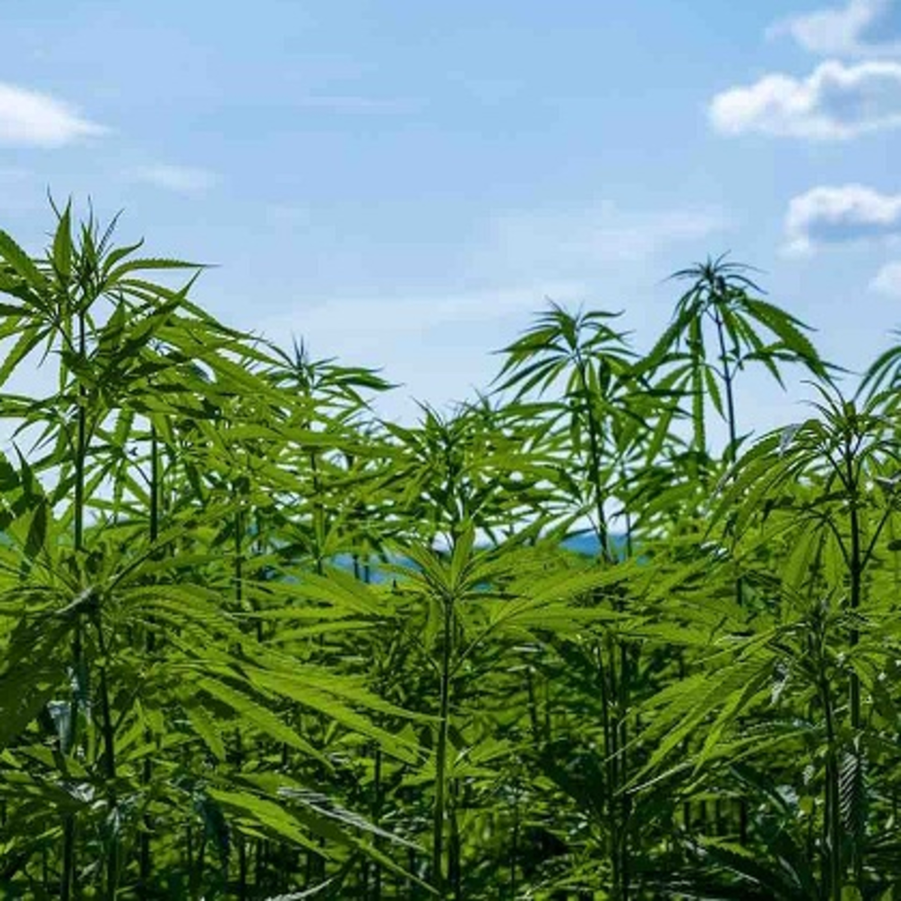 Anchor Morning Audio ⚓️🎙🔊 02.25.2020 More Legal Cannabis Being Grown Help Bees