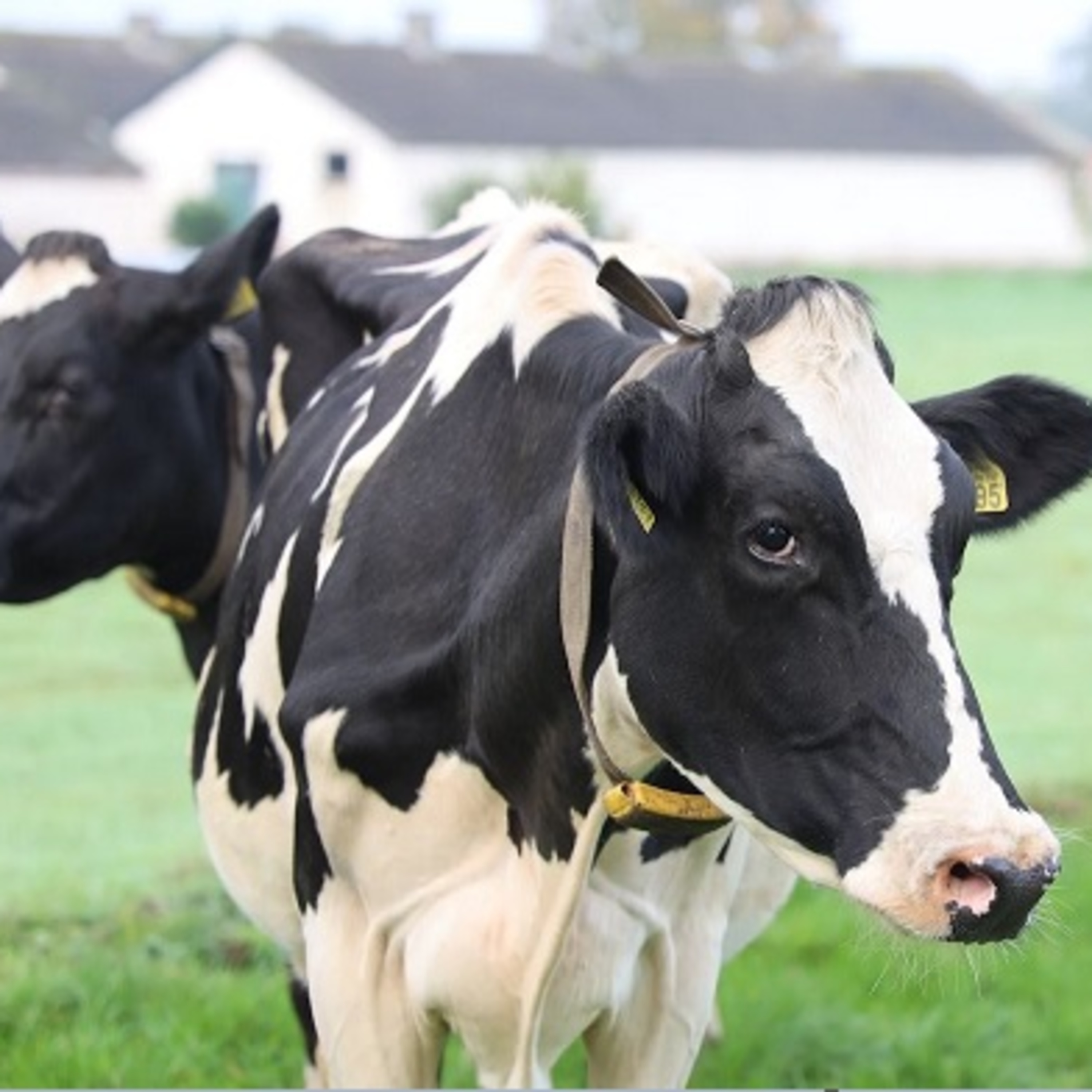 Anchor Morning Audio ⚓️🎙🔊 05.11.2020 Dairy Farmers’ Excess Milk Going To Food Banks! 🐄 🥛