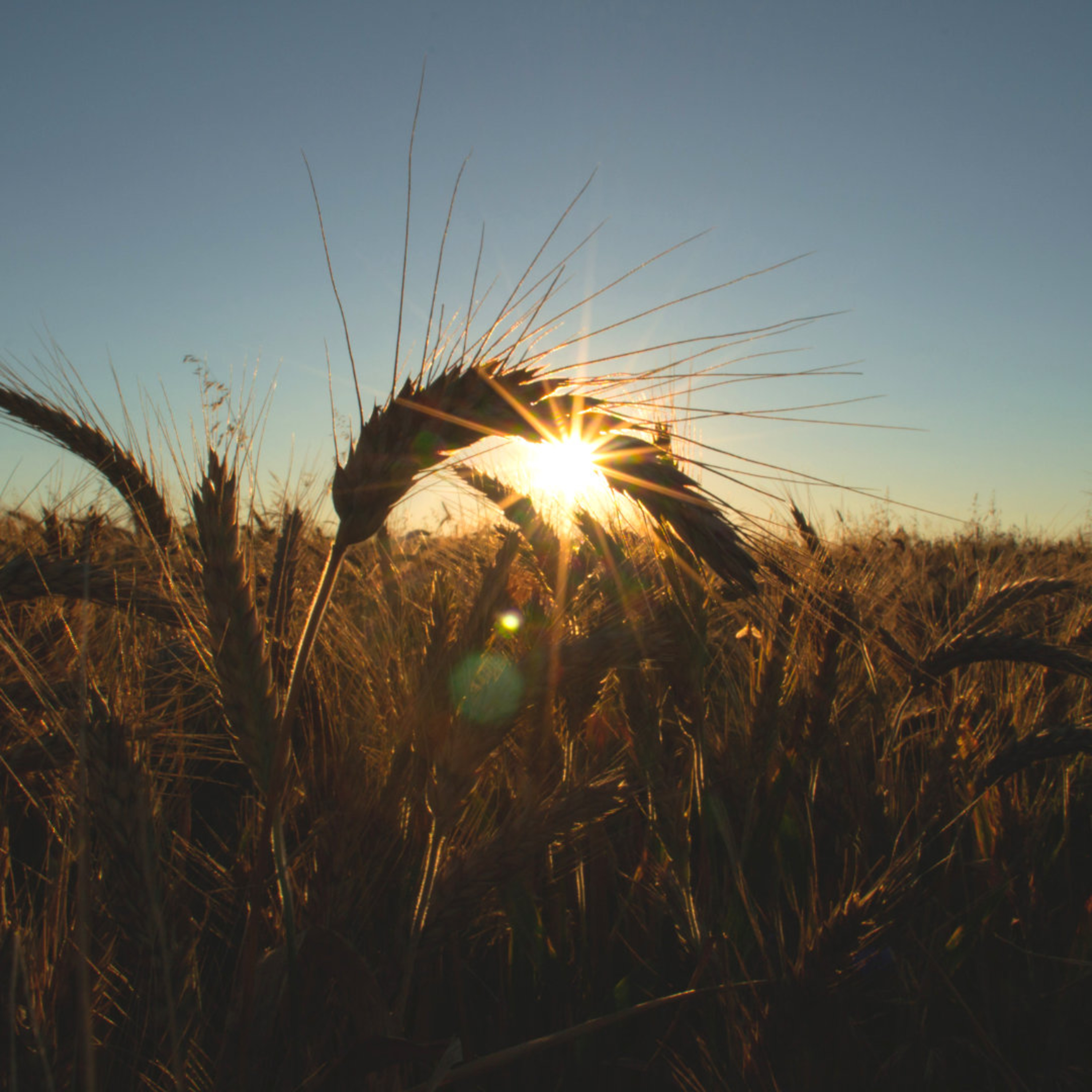 Give Us Our Daily Bread