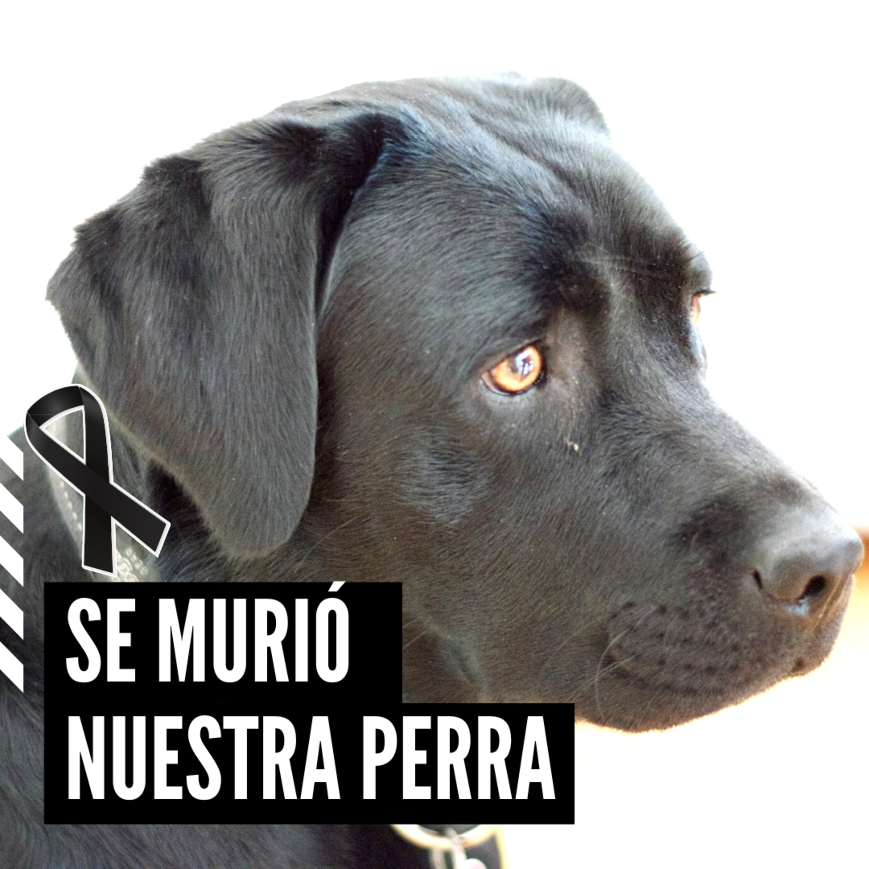 Se murió nuestra perra. ¿Cómo gestionamos el duelo en casa? episode artwork