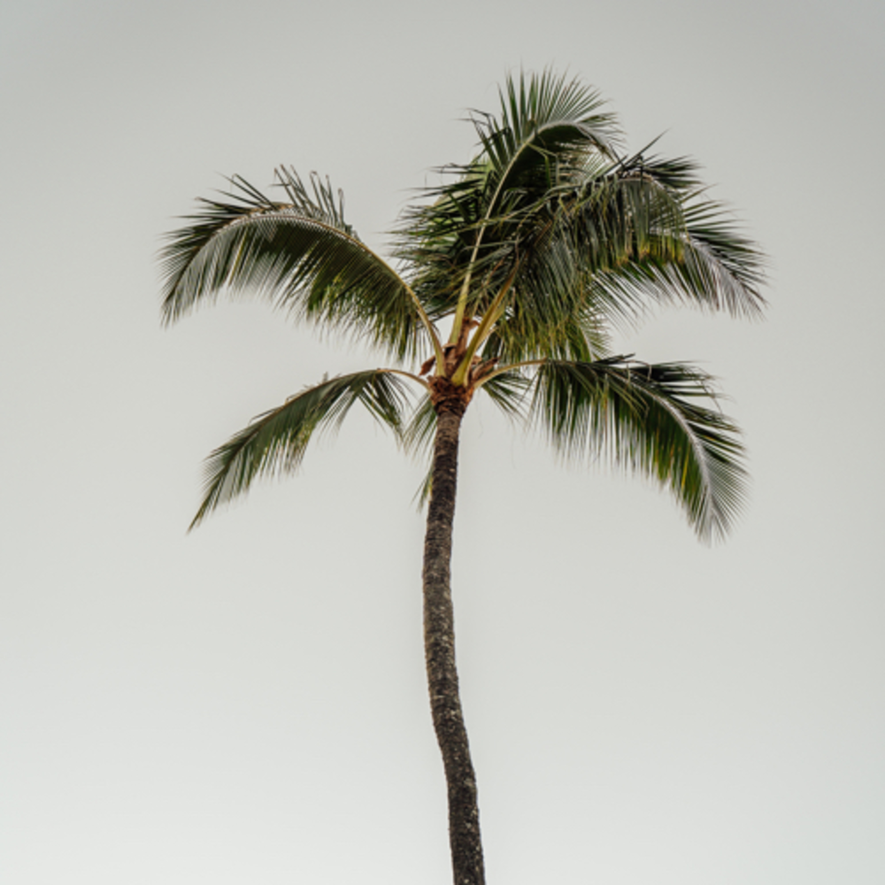 COMO LA PALMERA (1) episode artwork