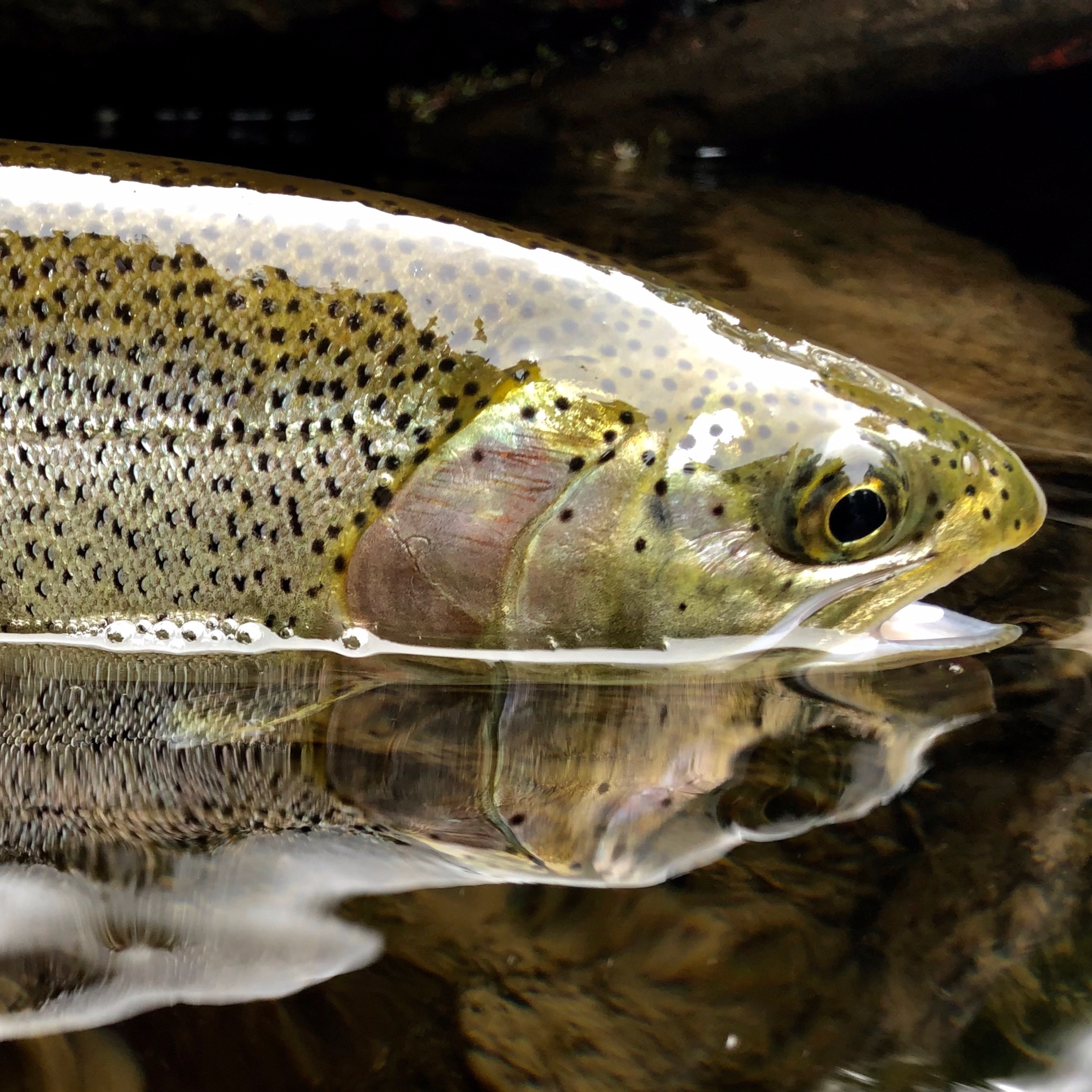 The Ellensburg Angler Podcast