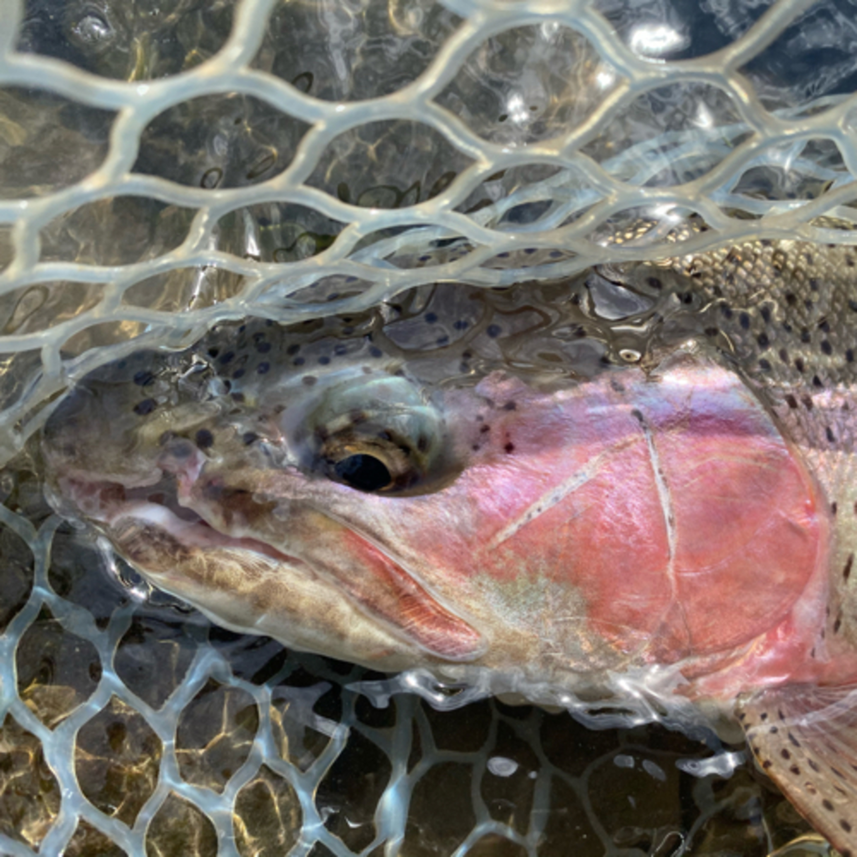 The Ellensburg Angler Podcast